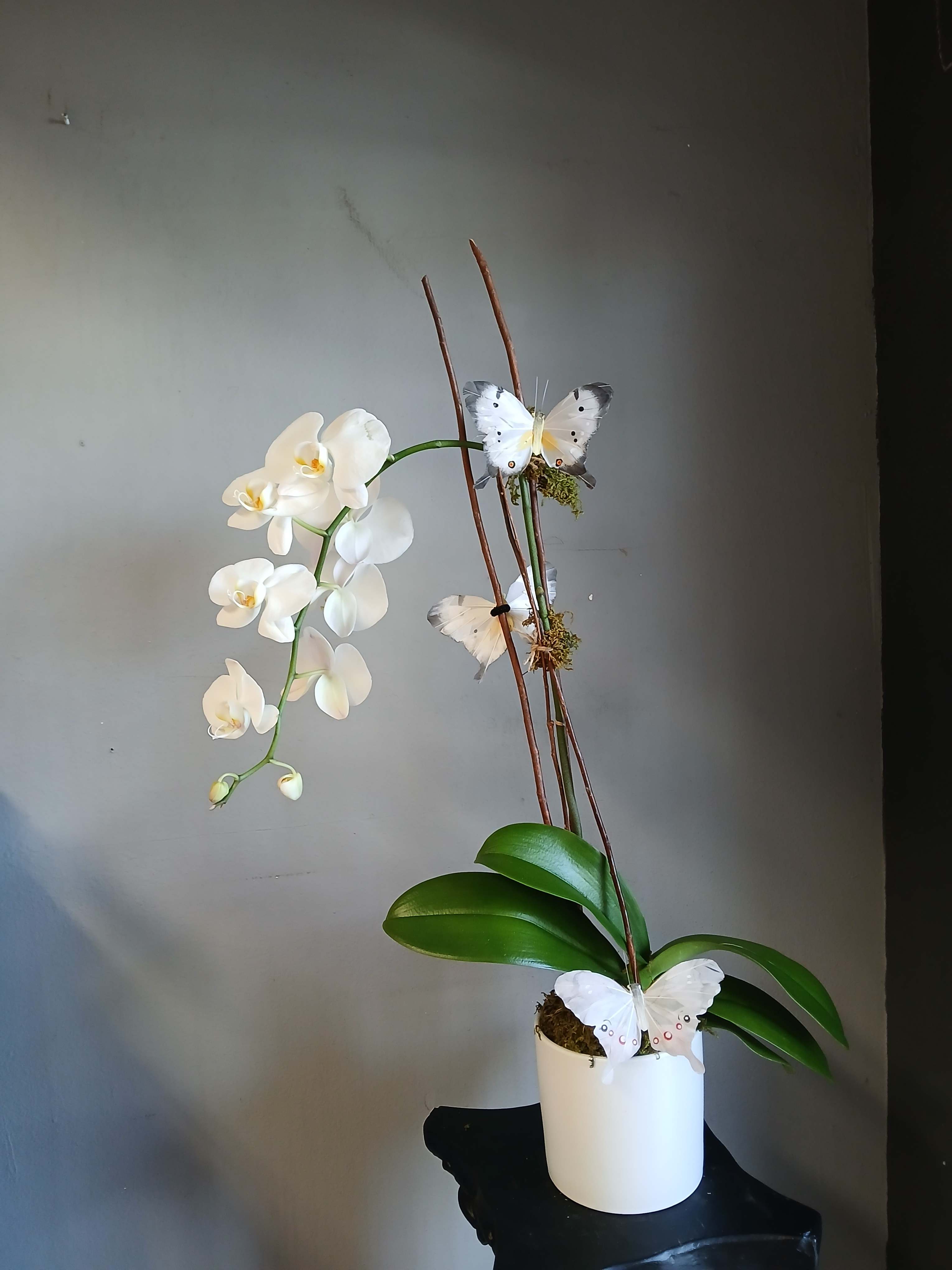 White orchid plant in a white pot with decorative butterflies
