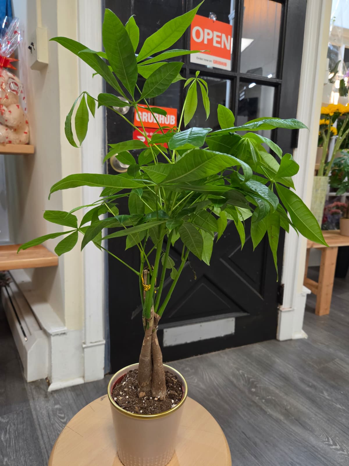 Potted money tree plant with braided trunk and bright green leaves