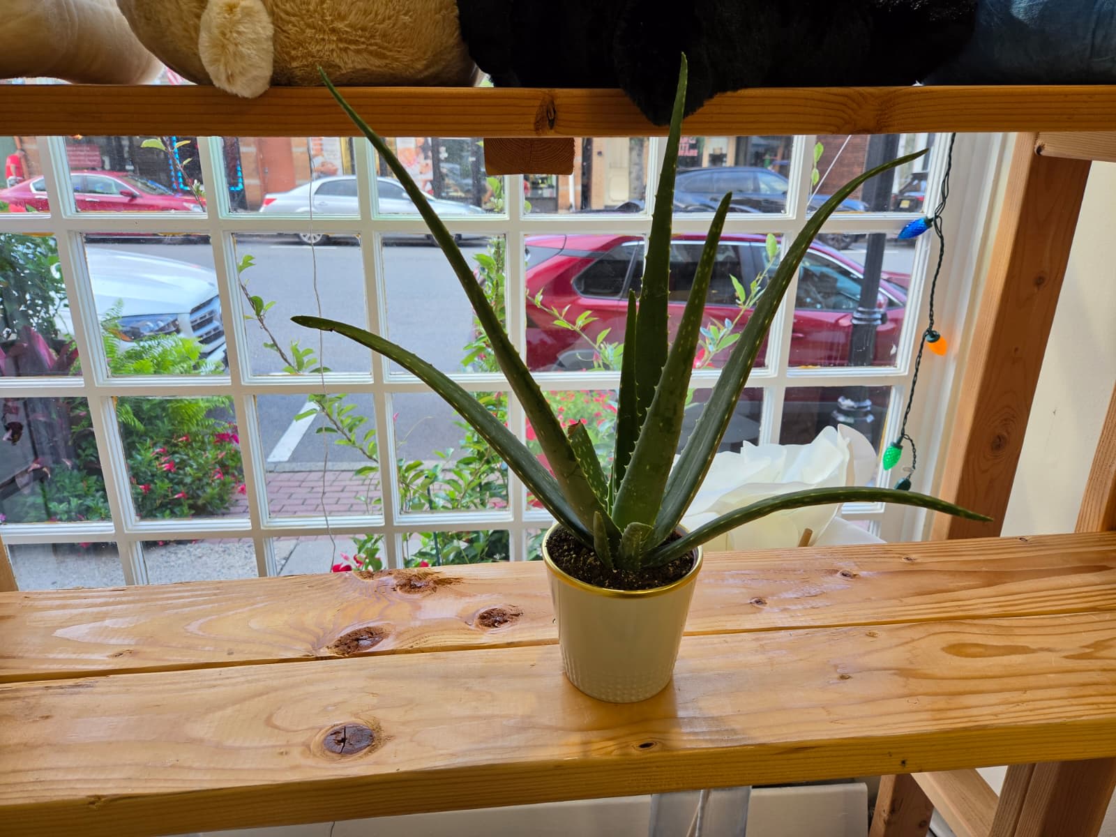 Potted aloe plant in a small white container on a wooden shelf