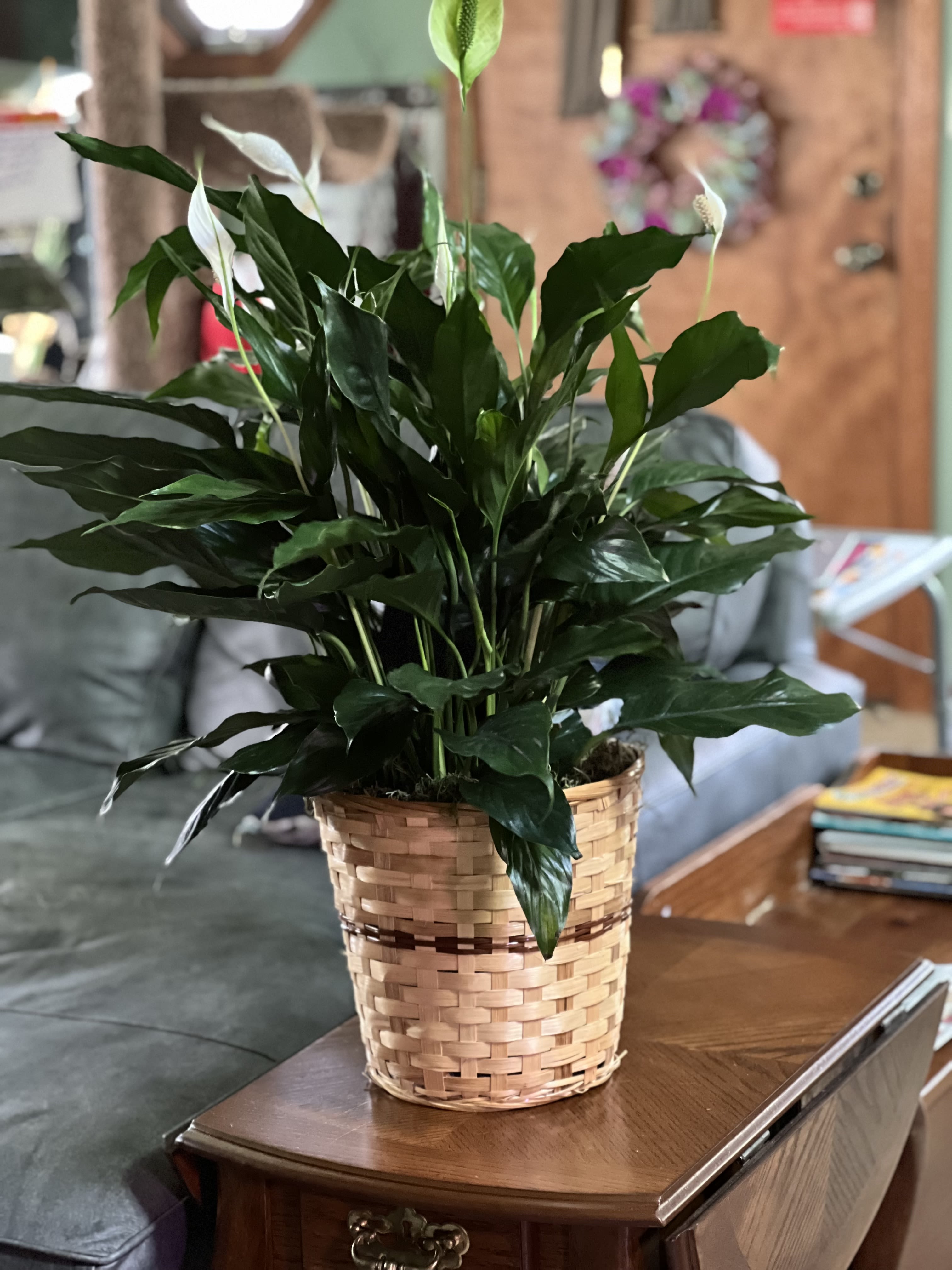 Potted peace lily in a woven basket planter