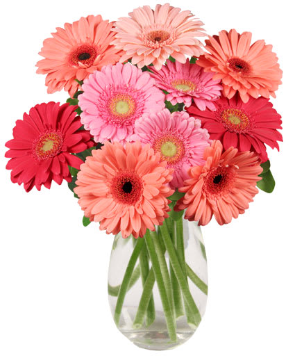 Bouquet of pink and coral gerbera daisies in a clear glass vase
