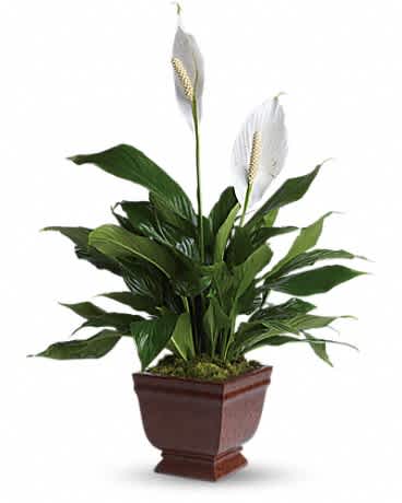 Potted peace lily with white blooms in a brown planter