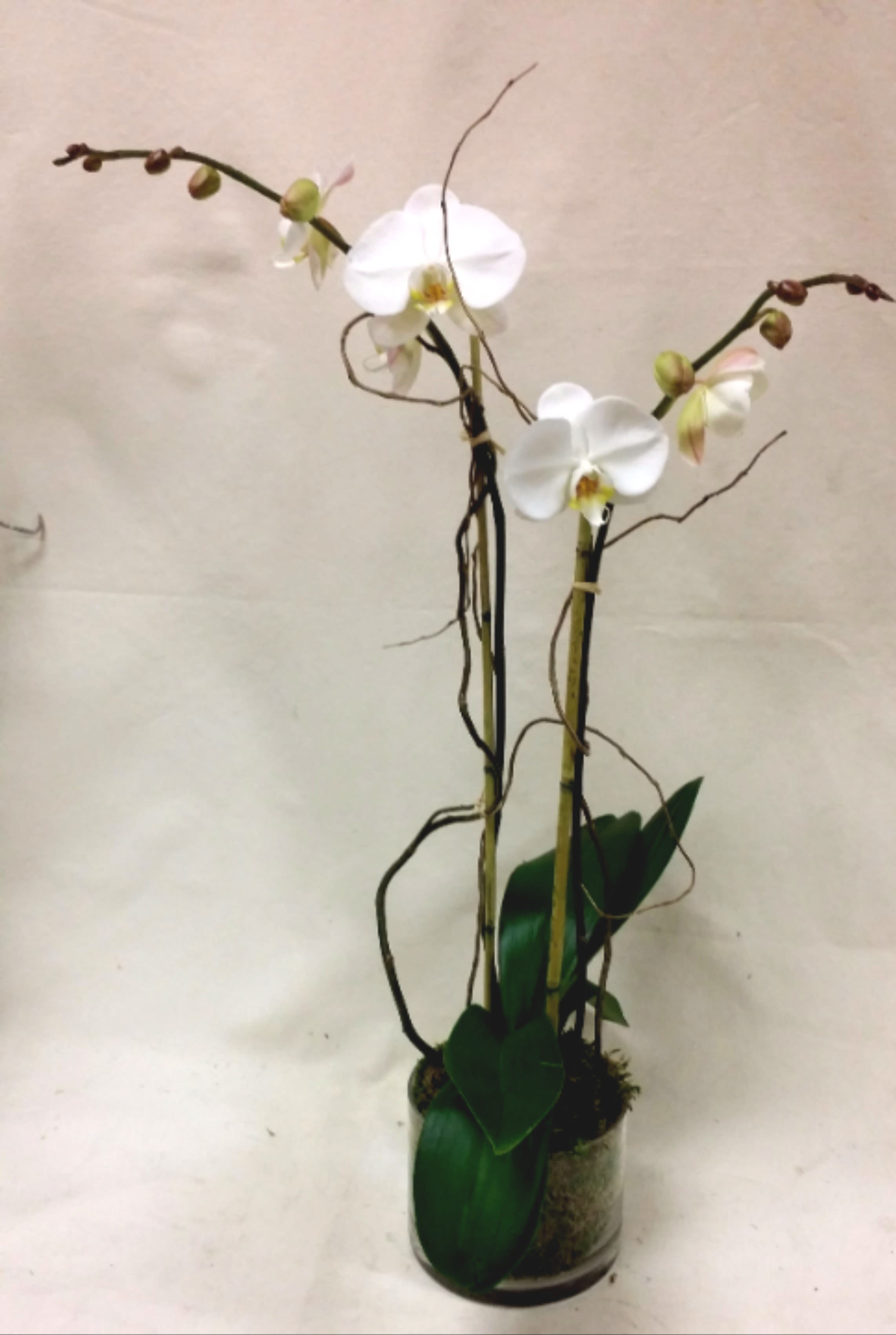White orchids in a glass vase with dark curly branches