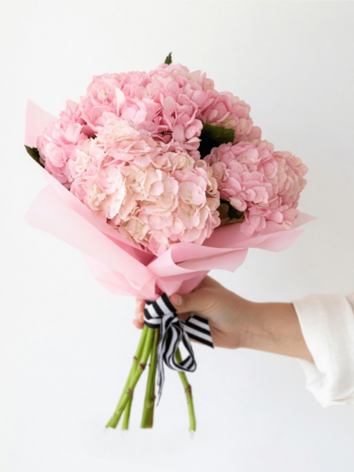 Lux Pink Hydrangea Hand Tied Bouquet - Six premium pink hydrangeas, beautifully hand-tied, wrapped in blush pink tissue, and finished with our signature black-and-white striped bow.  Care Instructions:  Cut each hydrangea stem on an angle and dip in water, then dip in the alum powder provided and then arrange into your vase.  Repeat this process with each stem.  Hydrangeas are exceptionally thirsty flowers and drink a significant amount of water. Check the water level daily and replenish with fresh water as needed. If the blooms begin to wilt, simply recut the stems and repeat the water-and-alum treatment to help revive them. 