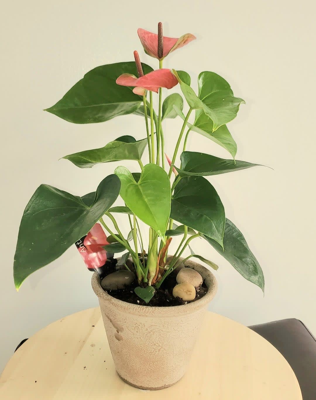 Potted anthurium plant with pink spathes and glossy green leaves