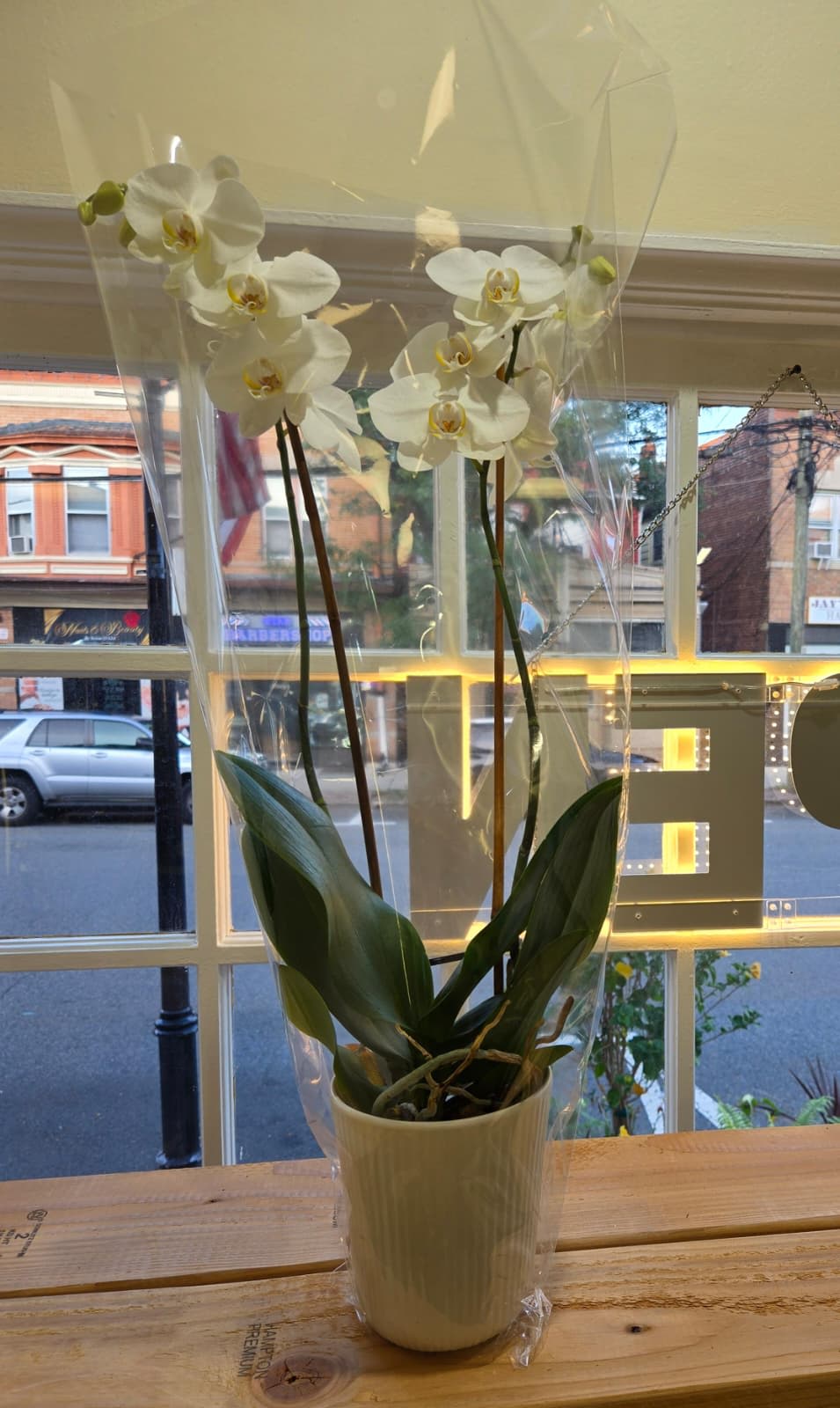 White orchid plant in a cream pot wrapped in clear plastic
