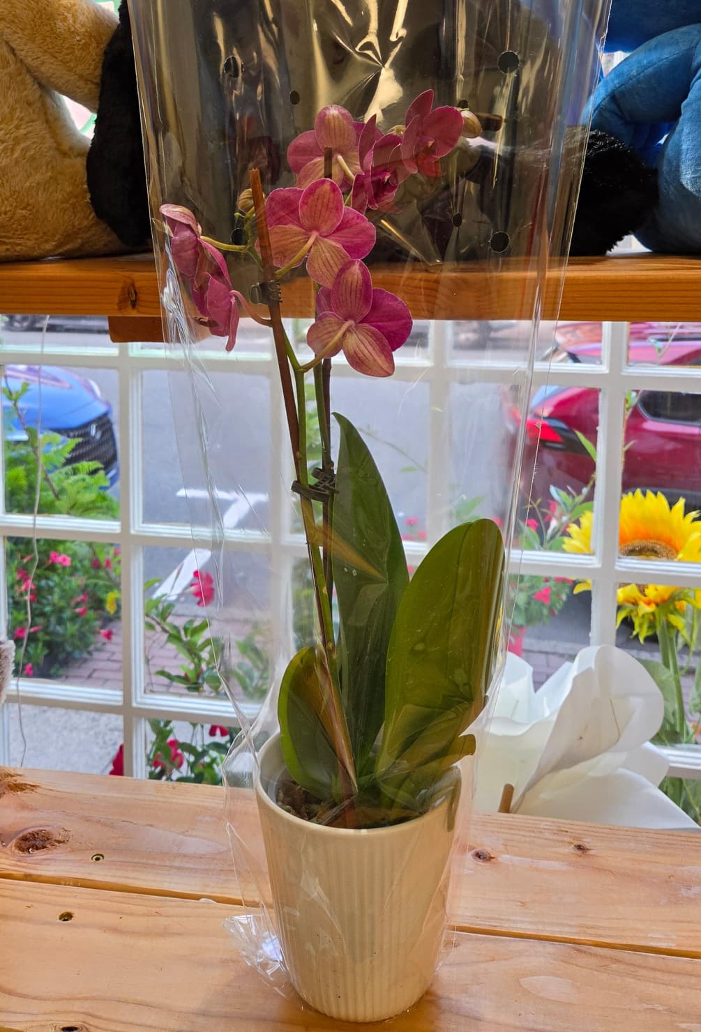 Potted pink orchid in a white ceramic pot wrapped in clear plastic