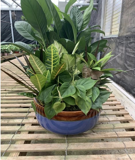 Mixed green potted plant arrangement in a blue ceramic bowl