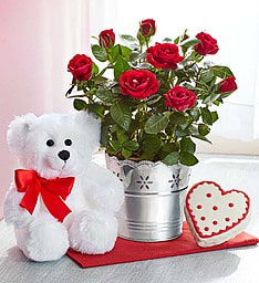 Potted red rose plant in a metal bucket with white teddy bear and heart-shaped cookie.