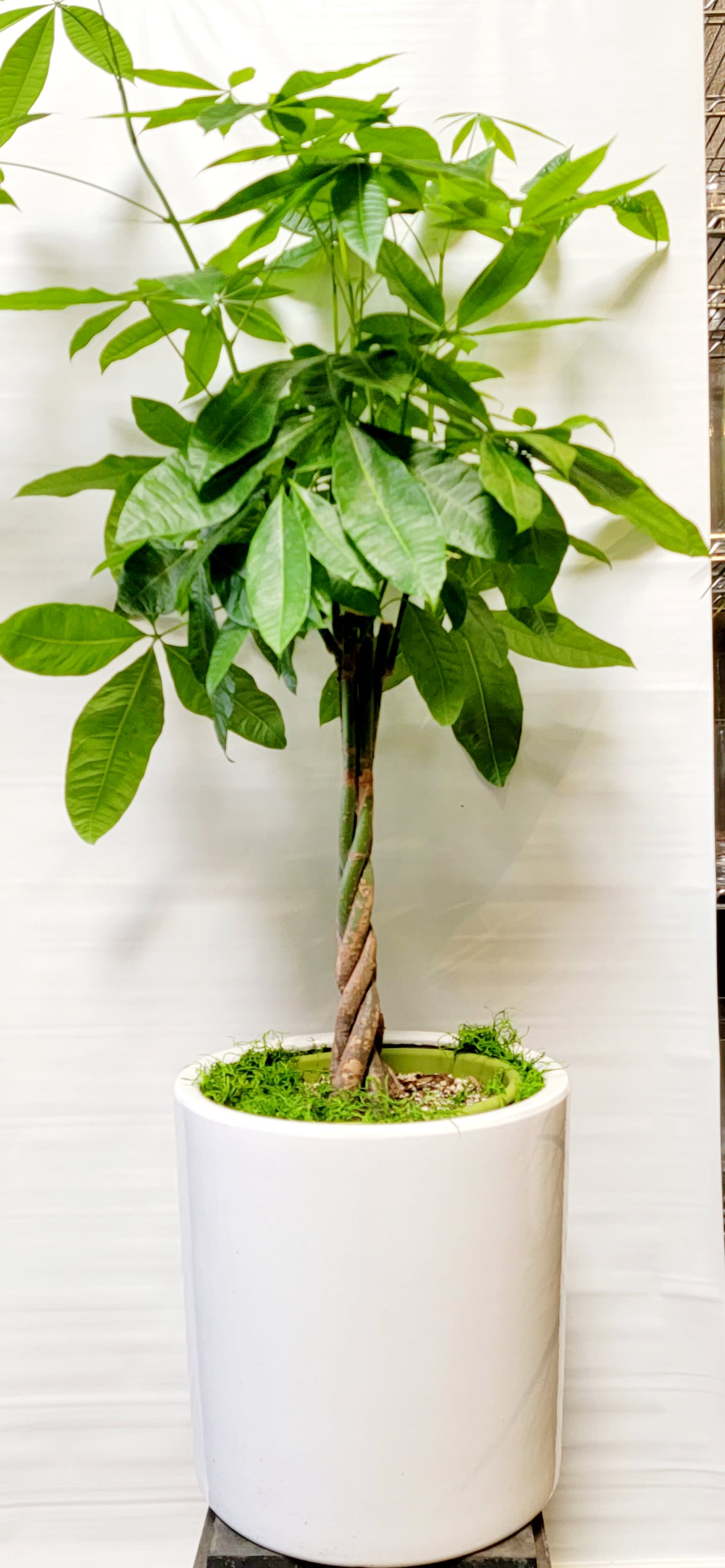 Potted money tree plant in a white cylindrical planter