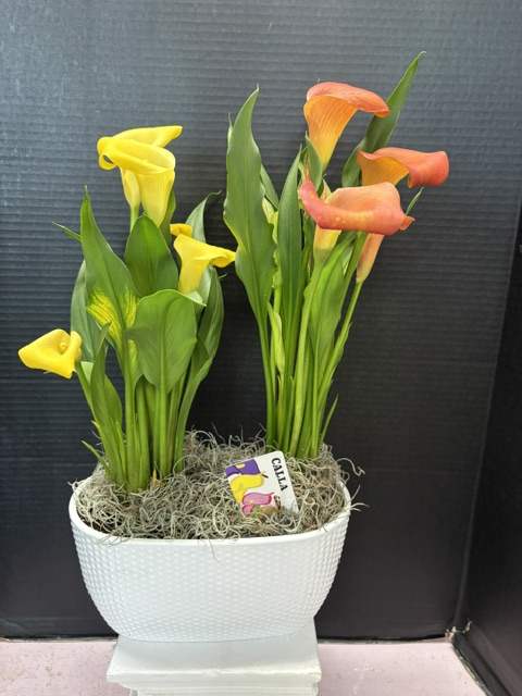 Potted calla lilies in yellow and orange with a white textured container
