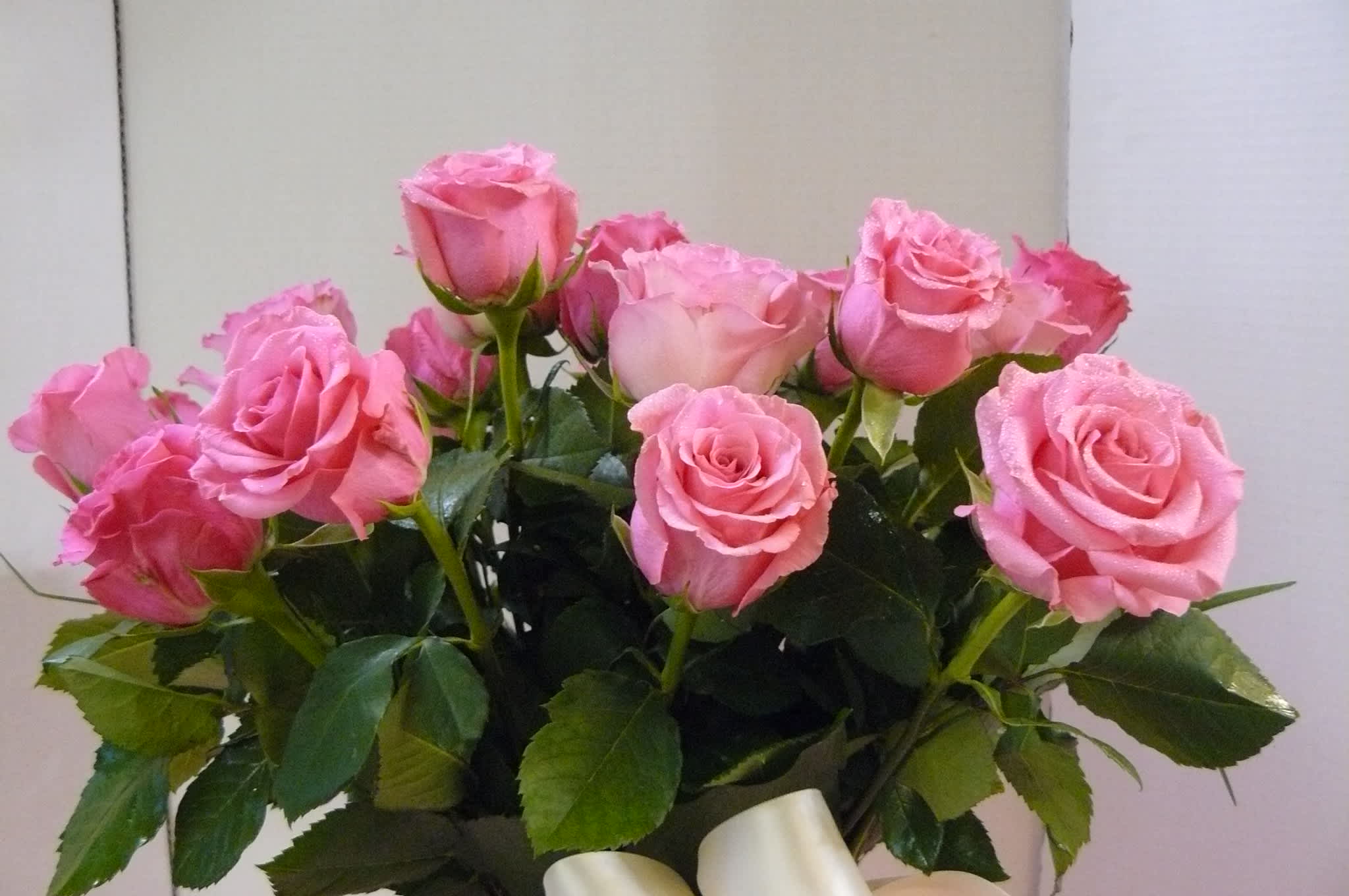 Bouquet of pink roses with a white ribbon