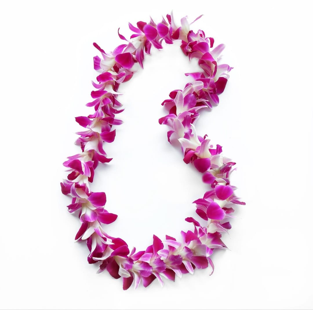 Pink and white orchid lei on a white background