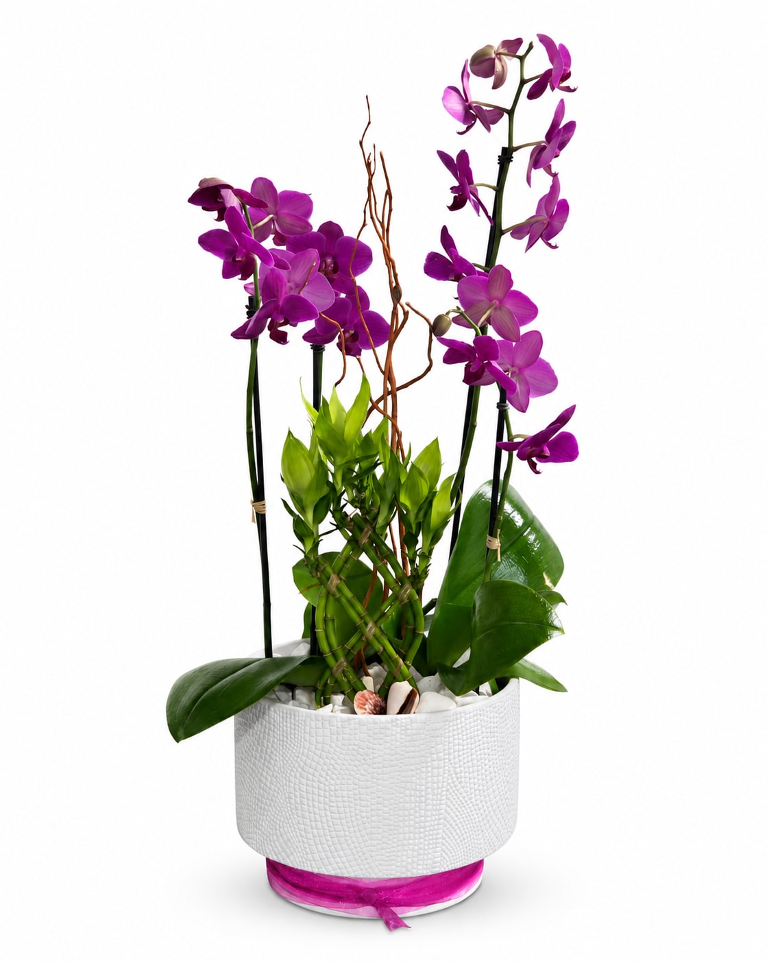 Purple orchids arranged in a white textured pot with green foliage