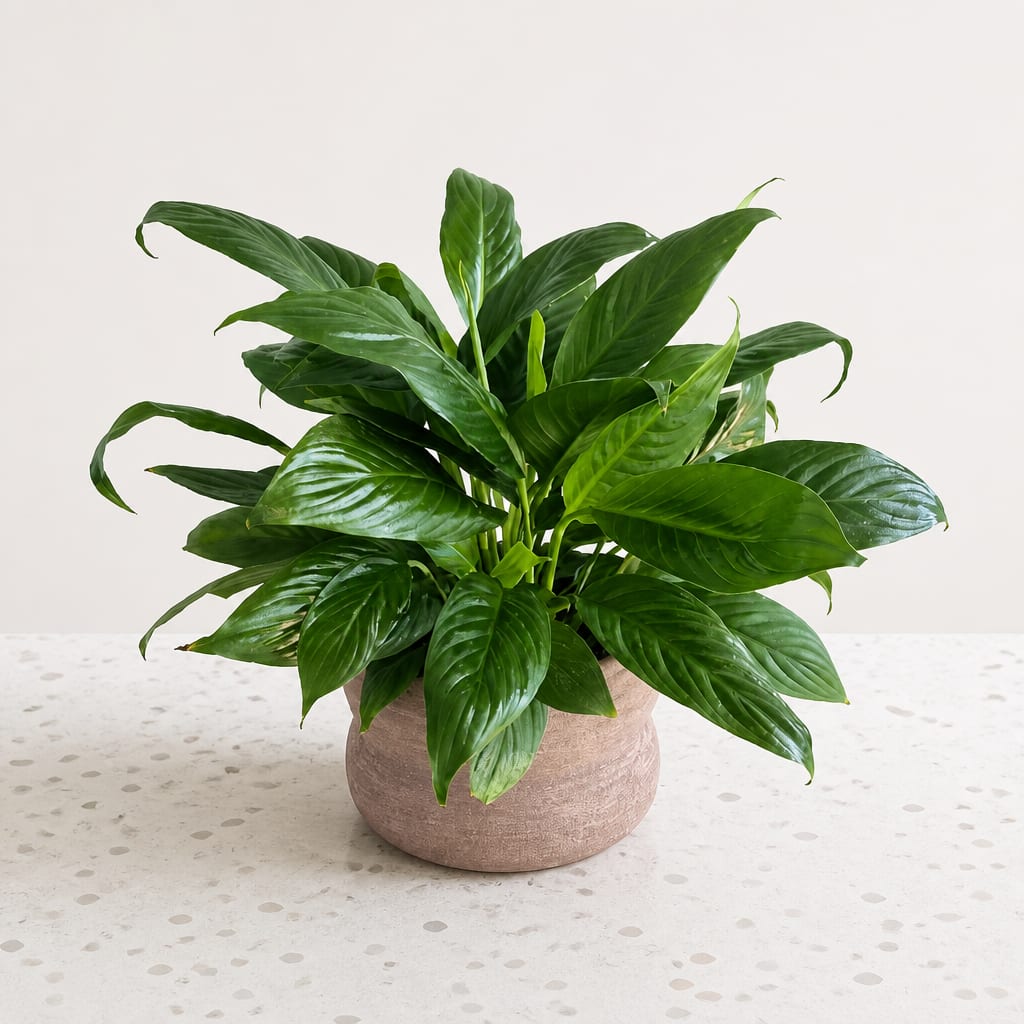 Potted green houseplant in a round beige planter