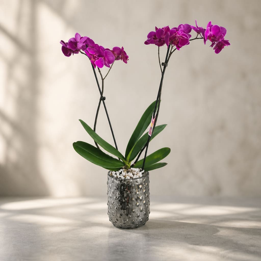 Two purple orchids in a textured glass vase