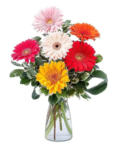 Colorful! - Colorful Gerbera arranged in a clear vase. 