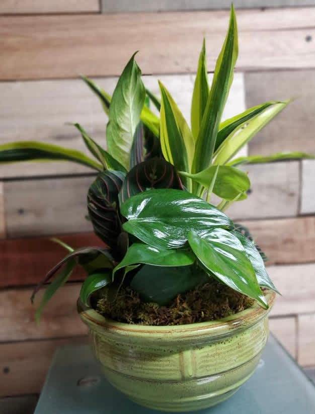 Potted green houseplant in a ceramic bowl