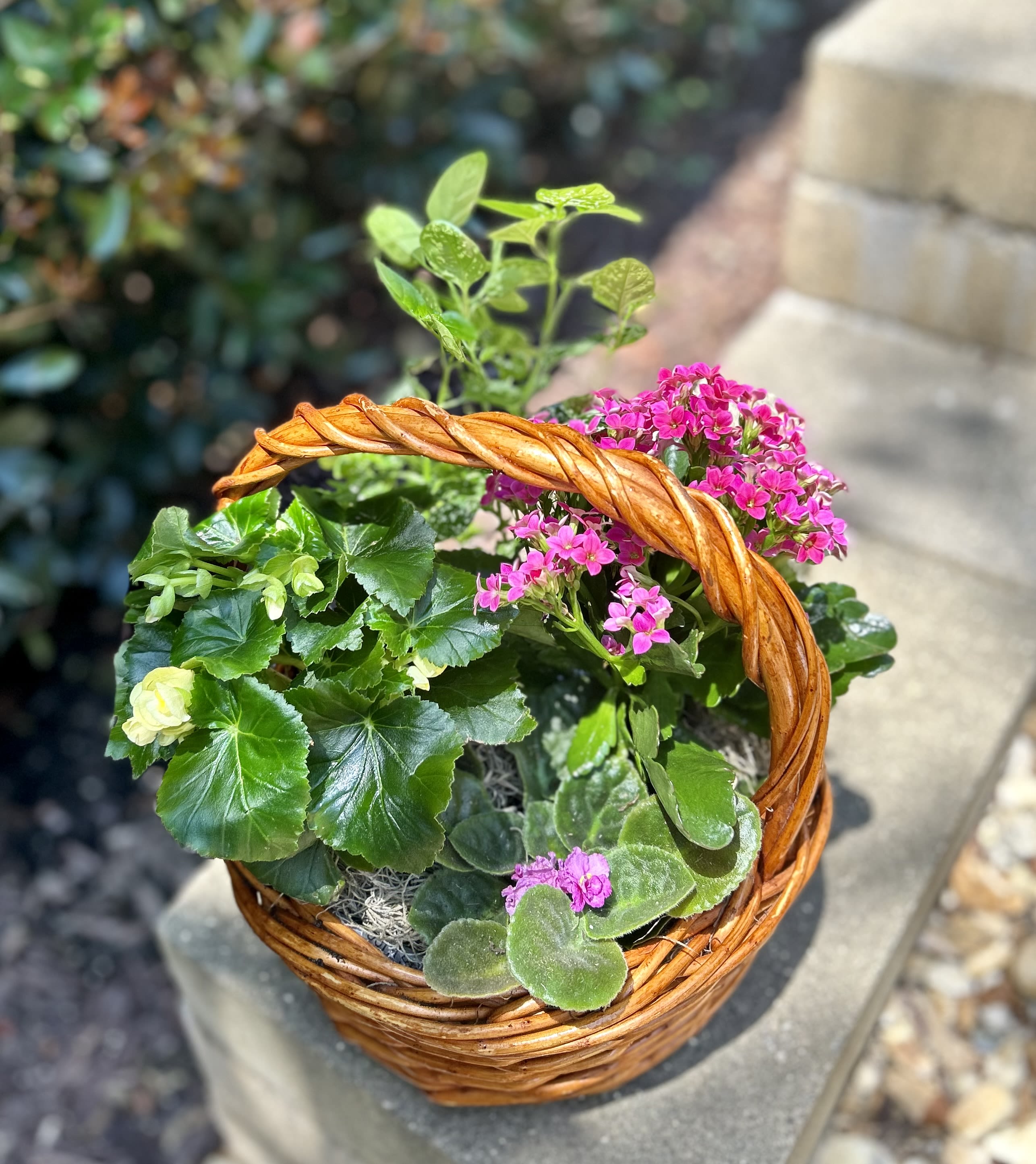 Basket of potted flowering plants with pink blooms and green foliage