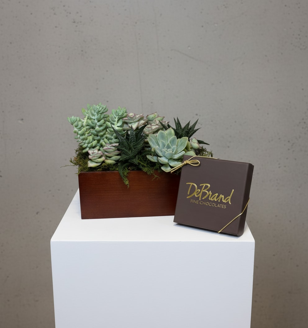 Rooted in Chocolate - Celebrate life's sweetest moments with Rooted in Chocolate, a unique gift that pairs the lasting beauty of a handcrafted succulent garden with the indulgence of premium DeBrand Fine Chocolates. Designed in a modern wooden planter, this living arrangement features a beautiful assortment of hardy succulents accented with natural moss, creating a stylish gift that can be enjoyed long after the chocolates are gone.  Perfect for birthdays, thank-you gifts, corporate gifting, housewarmings, sympathy, anniversaries, or just because, this thoughtful combination offers something everyone can enjoy. Easy to care for and long-lasting, succulents make an excellent choice for homes, offices, and desktops.  At All Occasions Florist, each succulent garden is handcrafted using fresh, healthy plants. Because every garden is made by hand, succulent varieties, colors, and placement may vary slightly based on seasonal availability while maintaining the overall style, size, and value of the design.  We proudly offer same-day delivery throughout Dallas, Richardson, Plano, Garland, University Park, Highland Park, Irving, Farmers Branch, and surrounding DFW communities when ordered by our daily cutoff time.  Includes: Premium succulent garden in a wooden planter and one box of DeBrand Fine Chocolates. Perfect for anyone who appreciates beautiful plants and gourmet chocolate in one unforgettable gift.