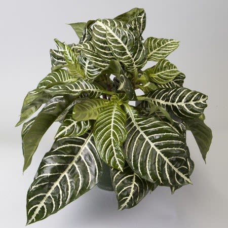Zebra Plant - 6" Zebra plant 