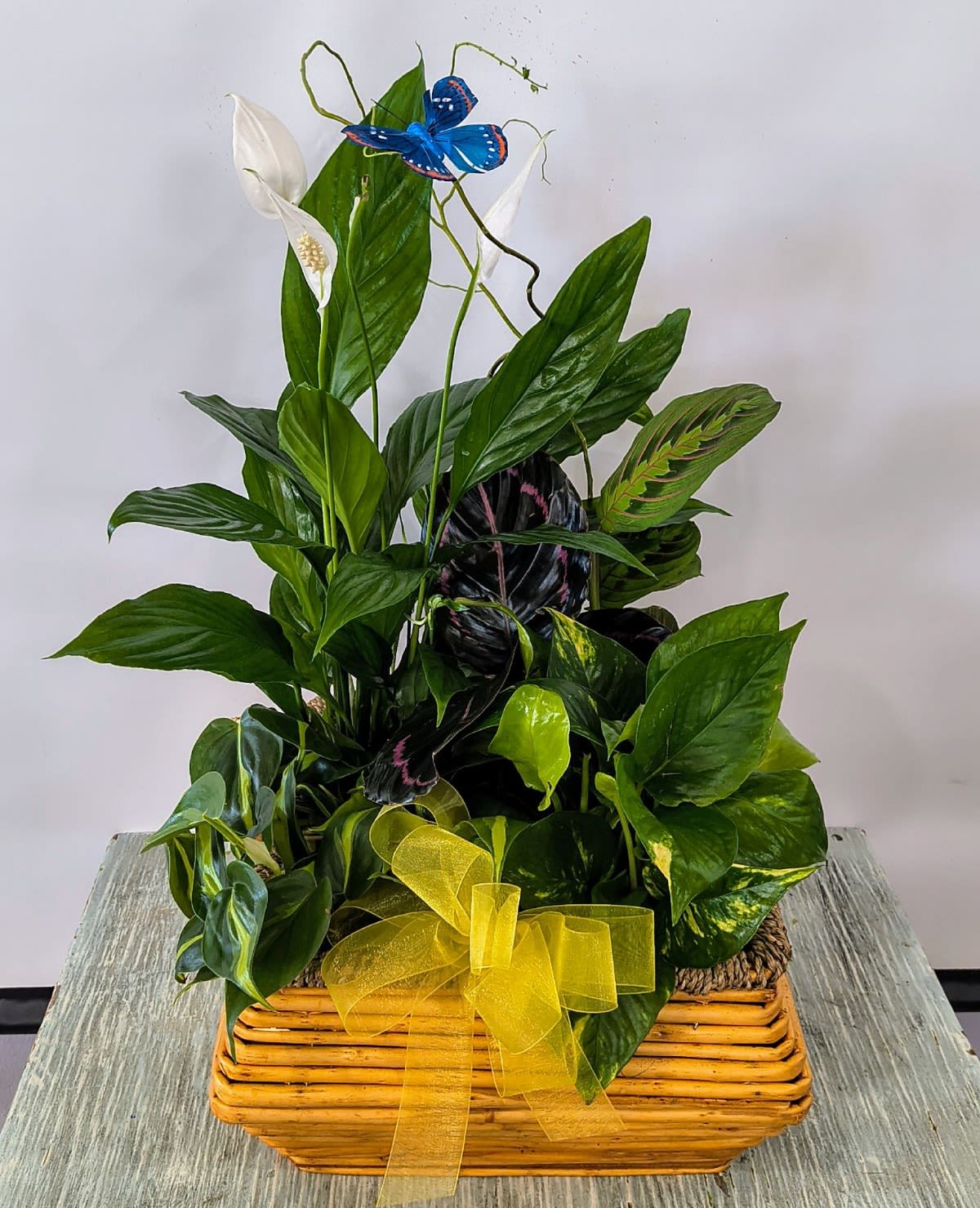 Potted plant arrangement with white blooms, a blue butterfly, and a yellow ribbon in a basket