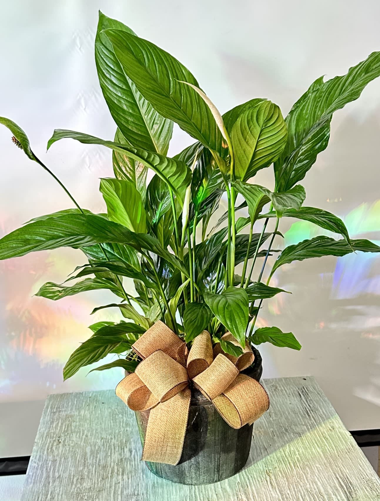 Potted peace lily with a burlap bow