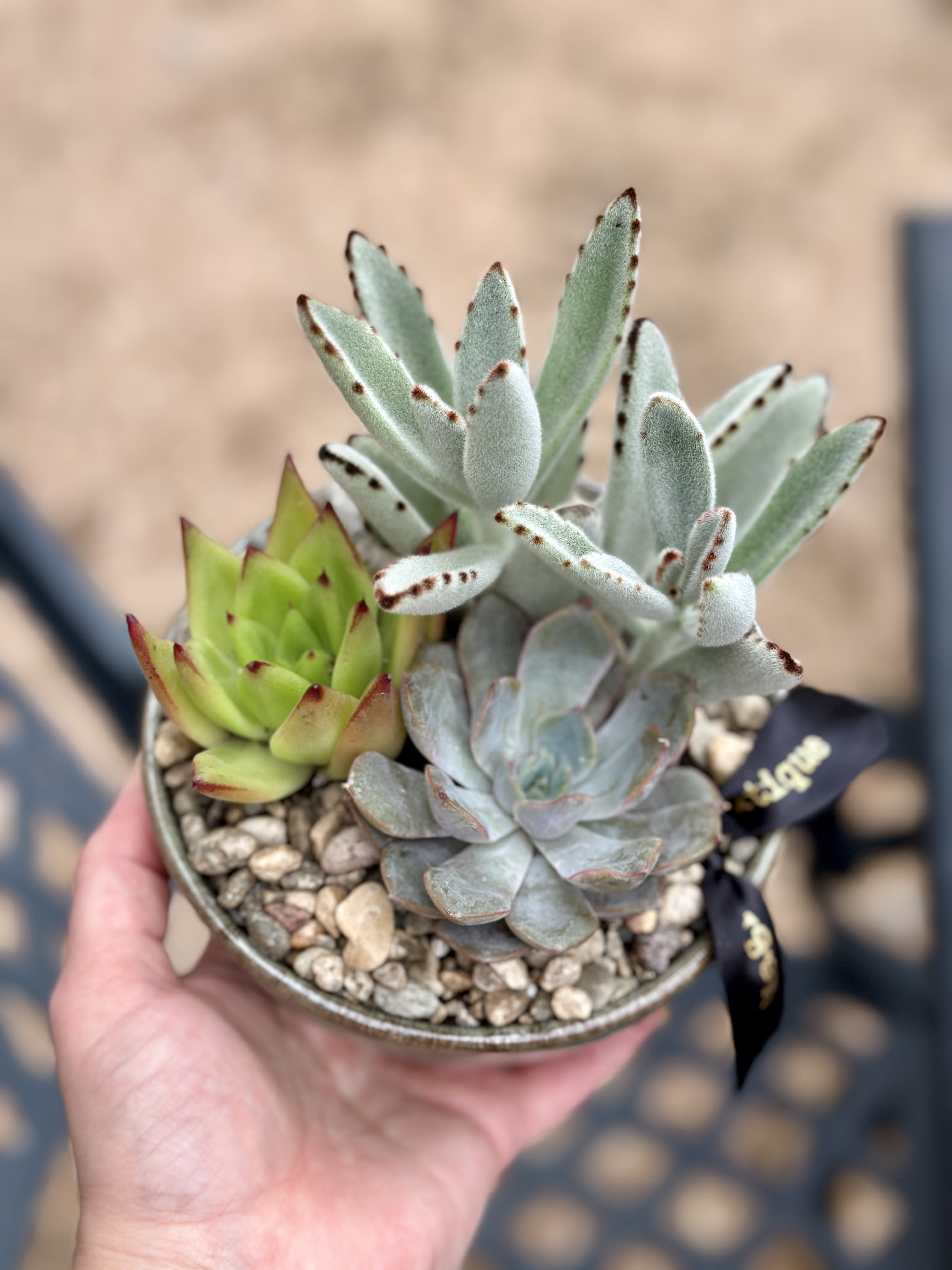 5" Succulent Garden in Low Ceramic Bowl  - For the plant lover who values simplicity. This 5-inch low bowl features a variety of succulents-featuring soft rosettes and striking upright textures. Arranged in a professional well-draining gritty mix and topped with natural pebbles, it requires minimal watering and plenty of bright light. Each garden is a unique creation, succulent varieties &amp; bowls may vary with availability. 