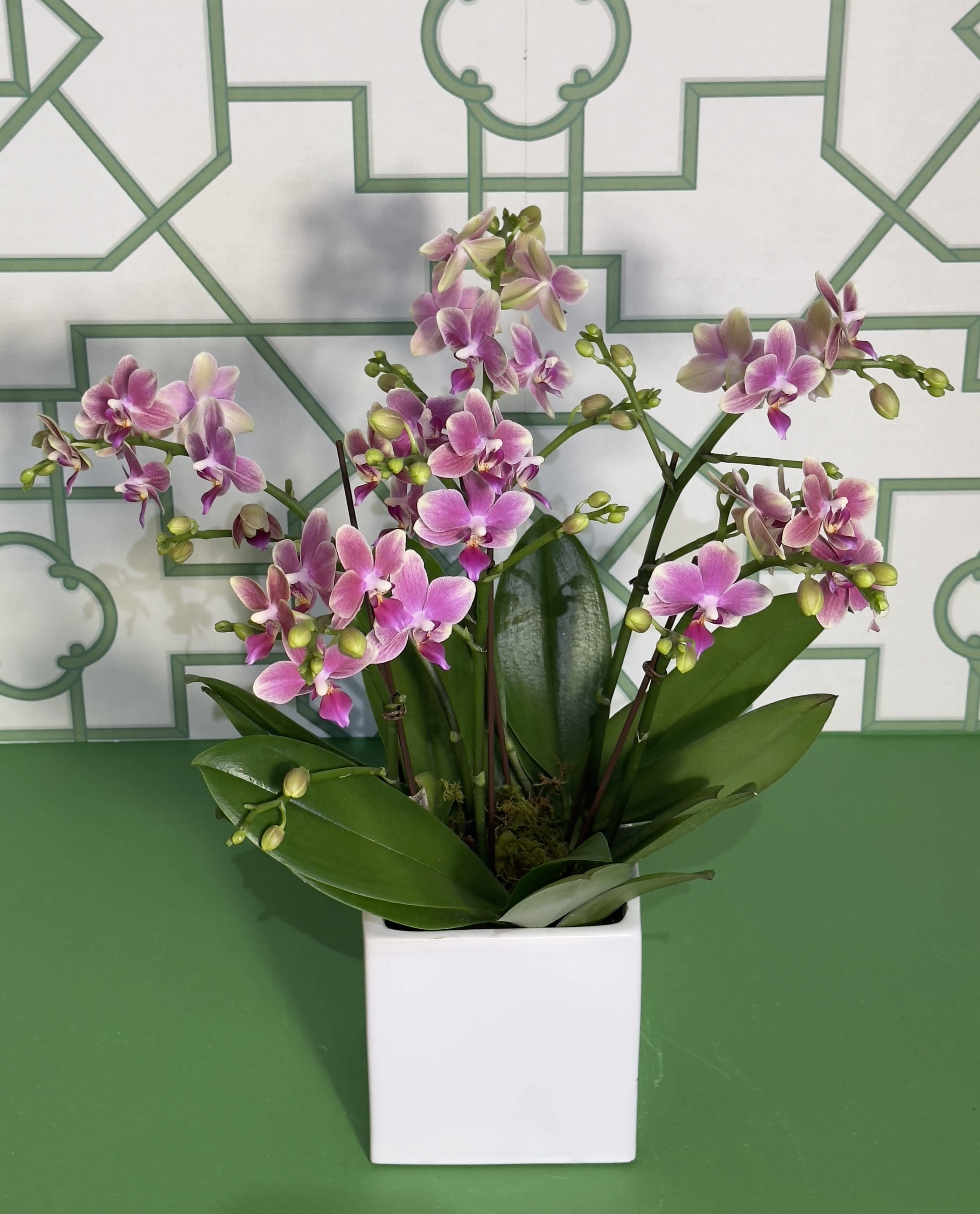 Pink orchid plant in a white square pot