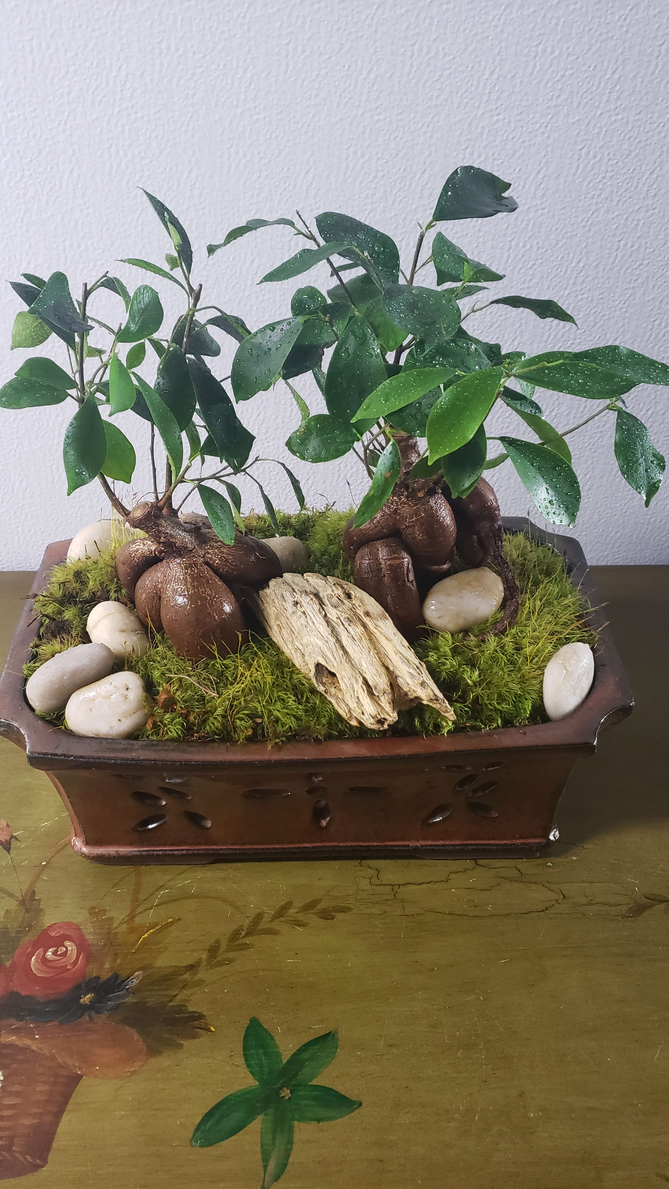 Two small potted bonsai plants in a rectangular planter with moss and stones