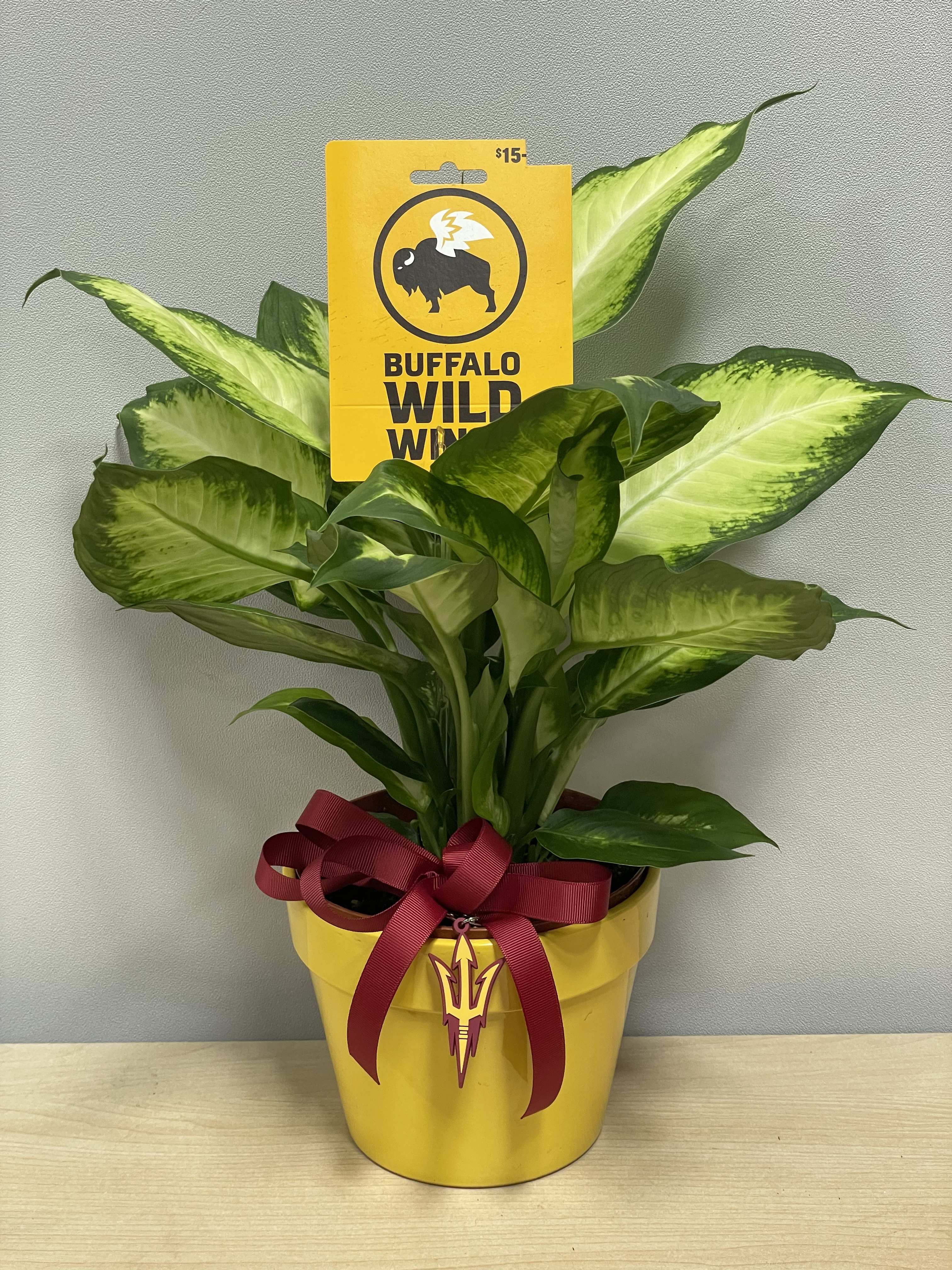 ASU Plant &amp; BWW - As shown w/ $15 gift card included 