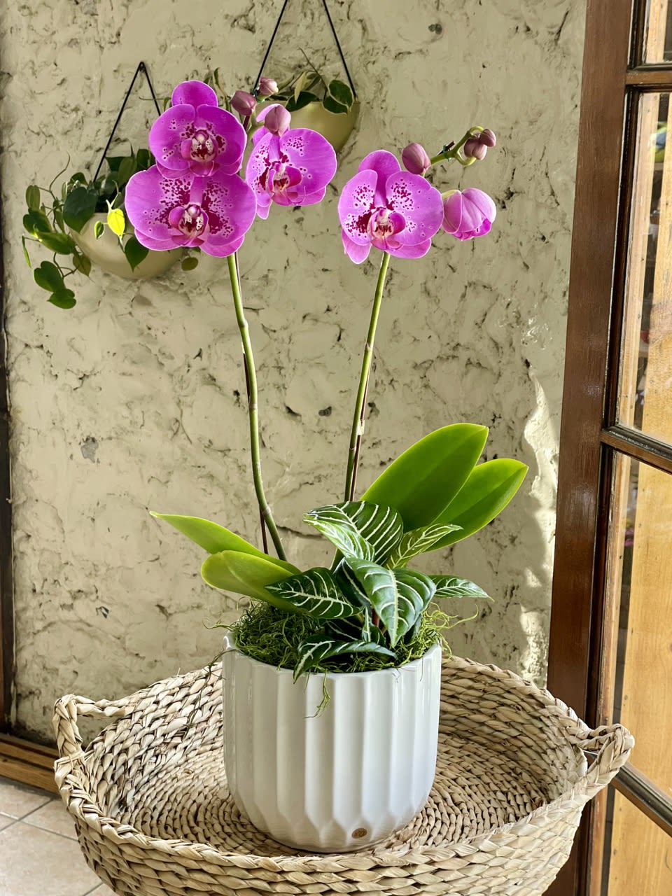 Pink orchid plant in a white pot on a woven chair