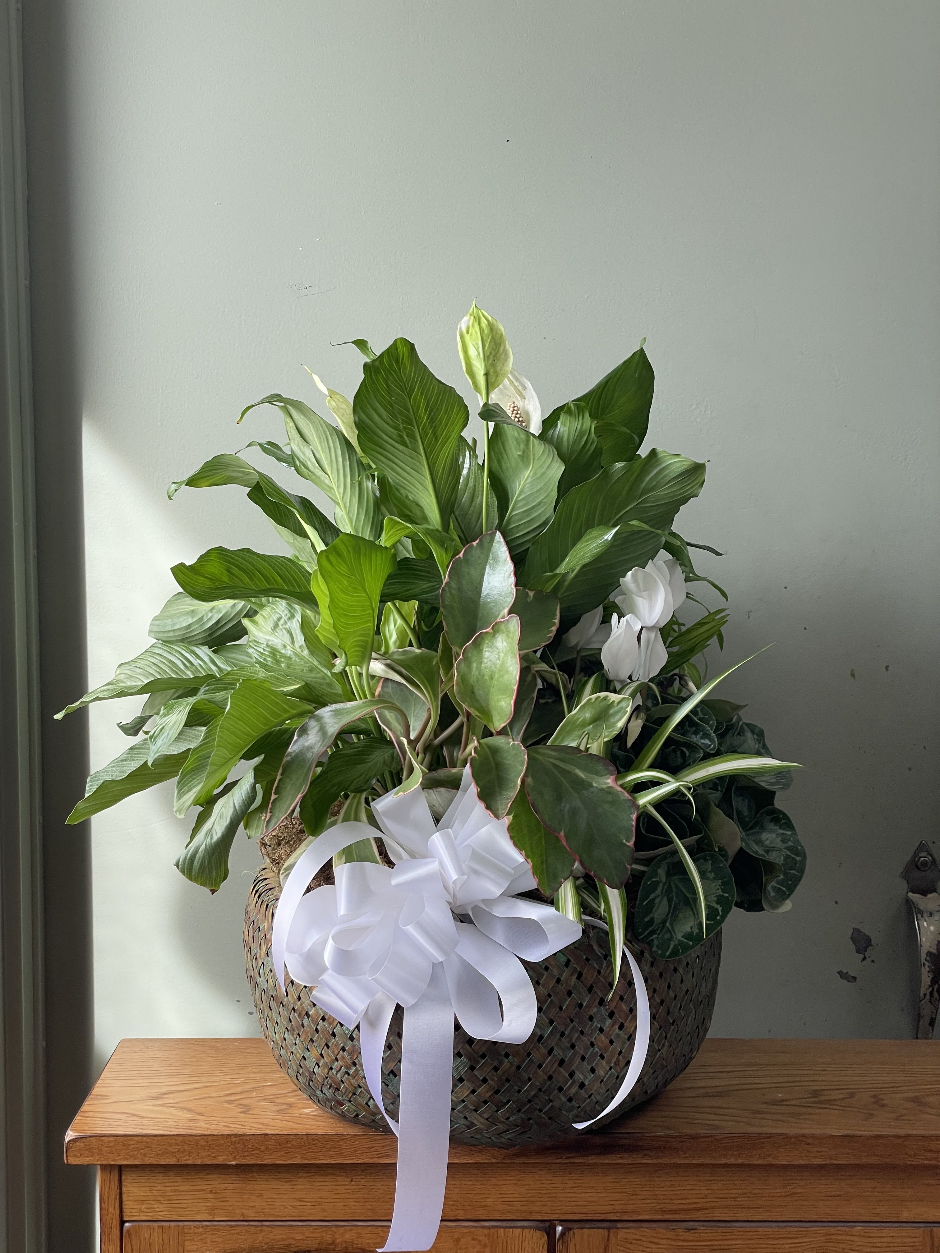 Basket arrangement of green plants with white blooms and a white ribbon