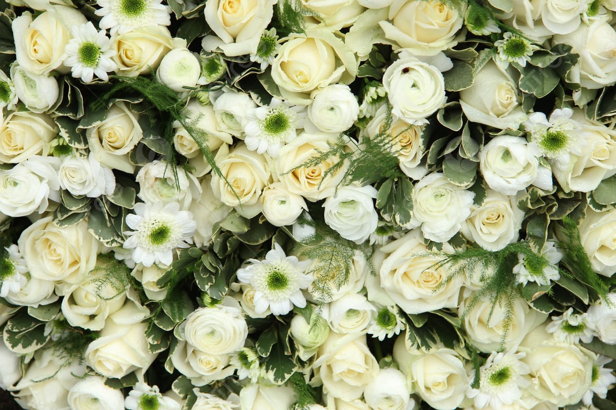 Cream roses and white daisies arranged in a dense floral wall