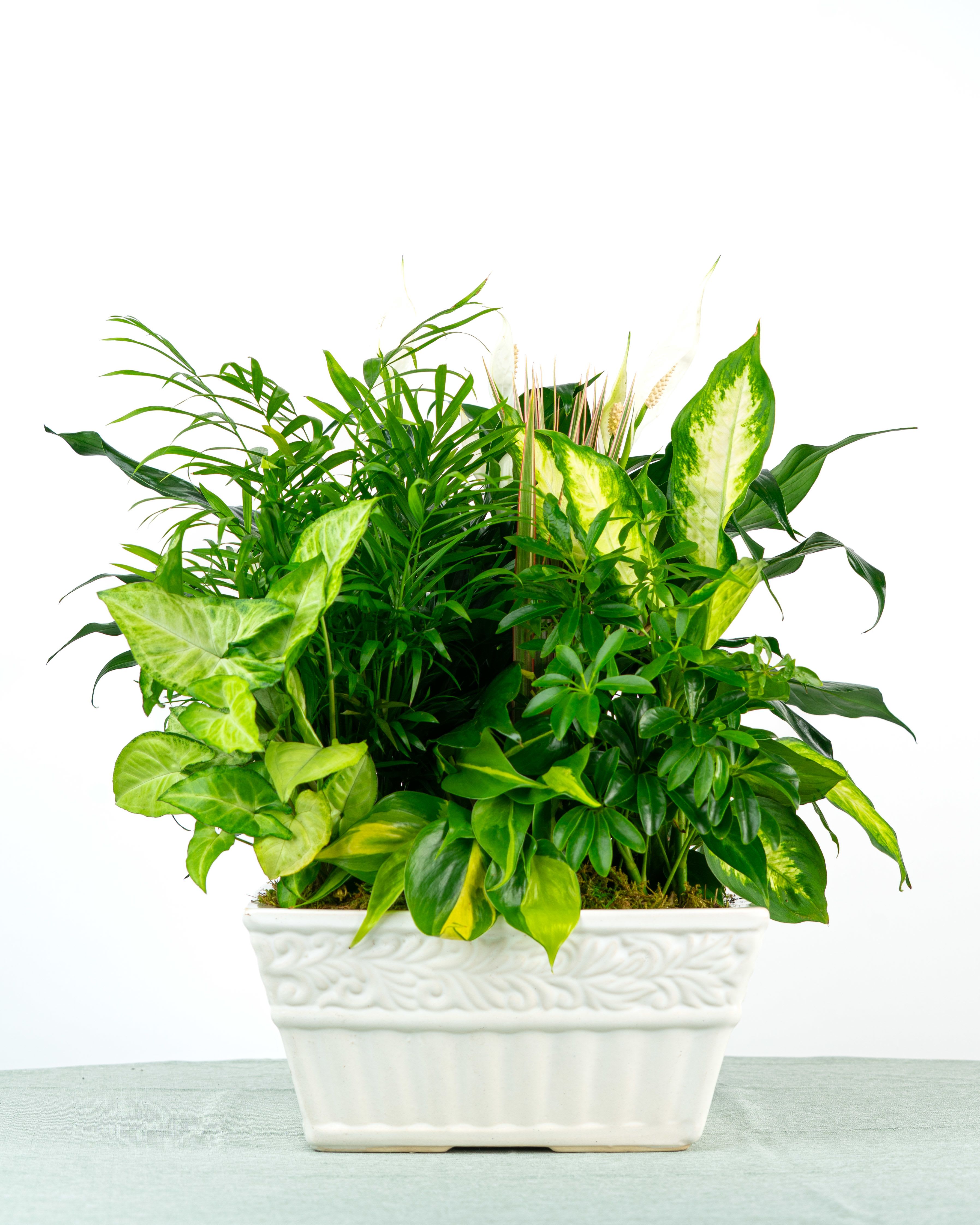 Our Francis Dish Garden - Larger and fuller, this garden evolves with the season. Our Francis Dish Garden features vibrant foliage and occasional flowering accents in a modern or earthen vessel. Specific plant varieties and containers are subject to change based on weekly supplier availability. Select Deluxe if you'd like us to add $20 in loose fresh flowers to the dish garden.