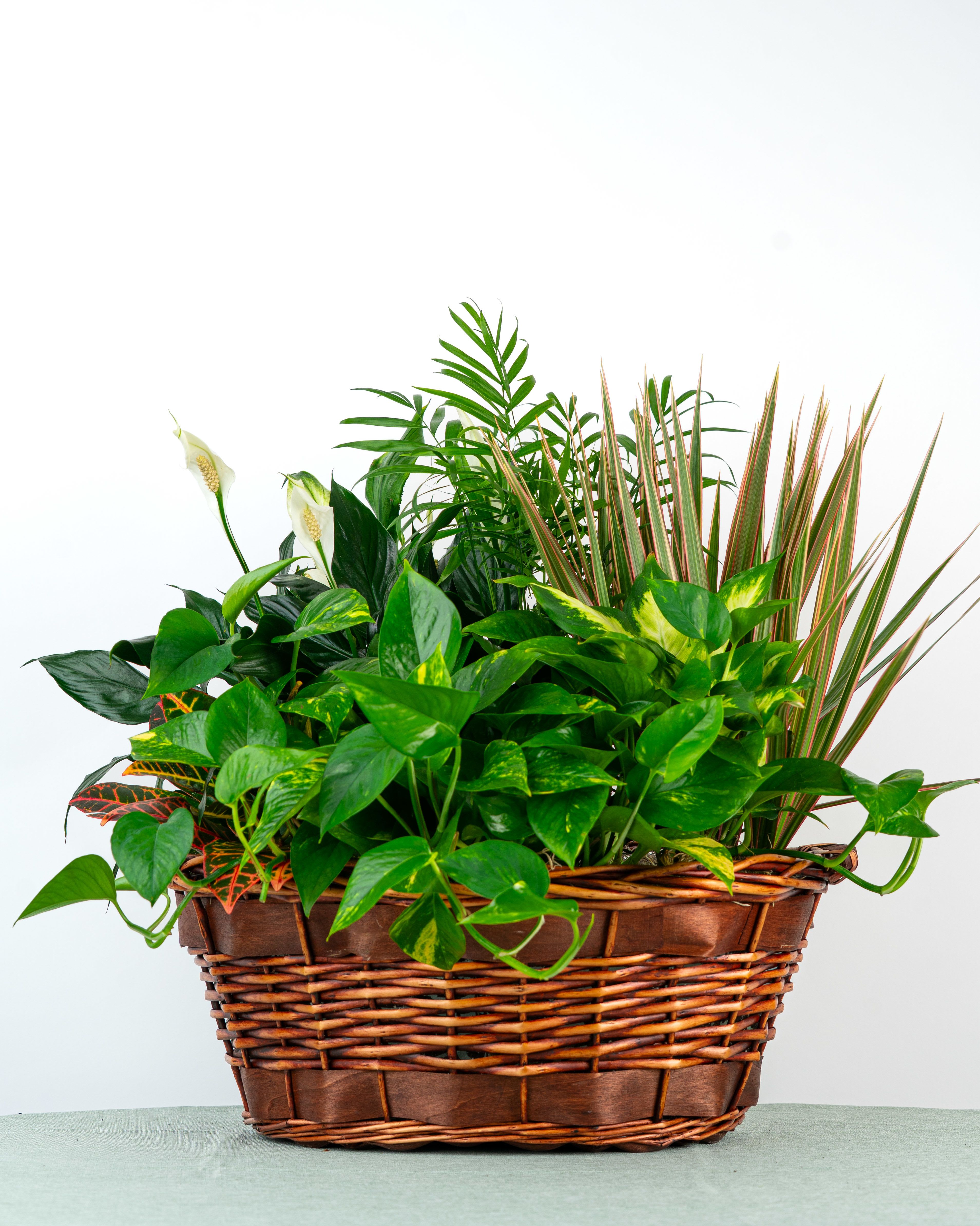 Our Henry Dish Garden - Elegantly designed with high-end greens, textures, and occasional blooms, this impressive garden brings the feel of a curated indoor conservatory to any room. Our Henry Dish Garden is one of our largest available for delivery. Specific plant varieties and containers are subject to change based on weekly supplier availability. Select Deluxe if you'd like us to add $20 in loose fresh flowers to the dish garden.