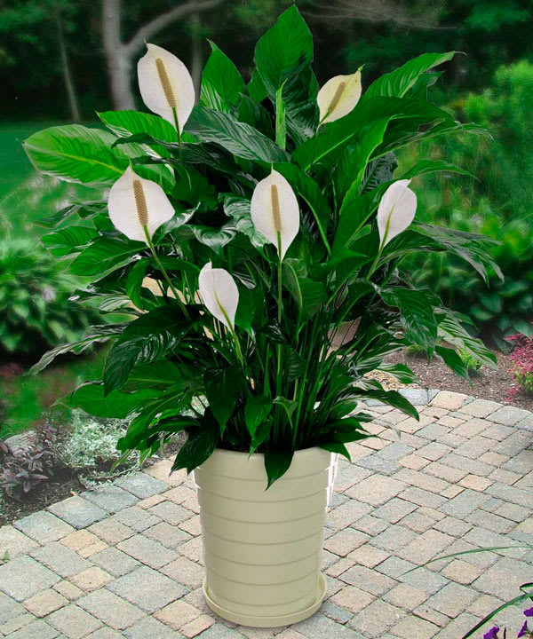 Peace Lily with Top Dressing, Saint Augustine - Peace Lily with container and top dressing– the ultimate comforting plant companion.  Peace Lily plant is a versatile, low-maintenance, long-blooming plant that compliments every indoor space. Peace Lily is listed on NASAs top 18 plants for eliminating harmful toxins and chemicals from indoor air. 