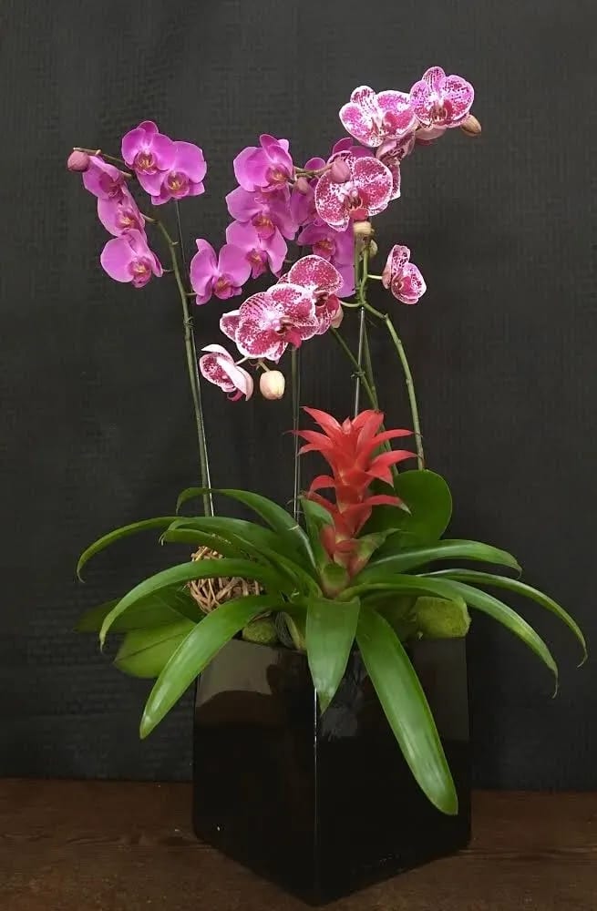 Pink orchids arranged in a black square planter with a red bromeliad