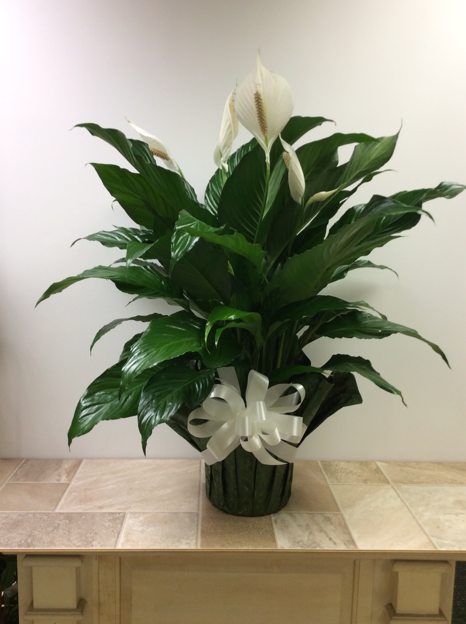 Potted peace lily with white blooms and a white ribbon bow