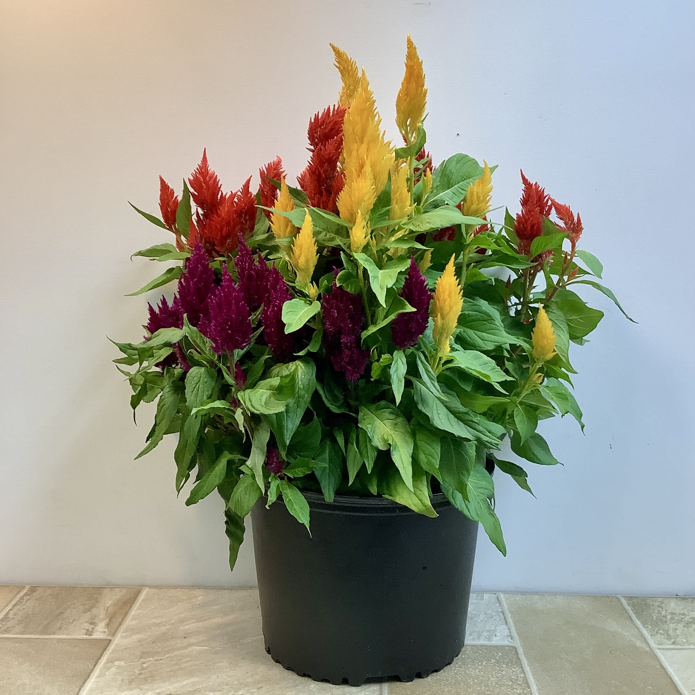 Potted celosia plant with red, yellow, and purple flower plumes