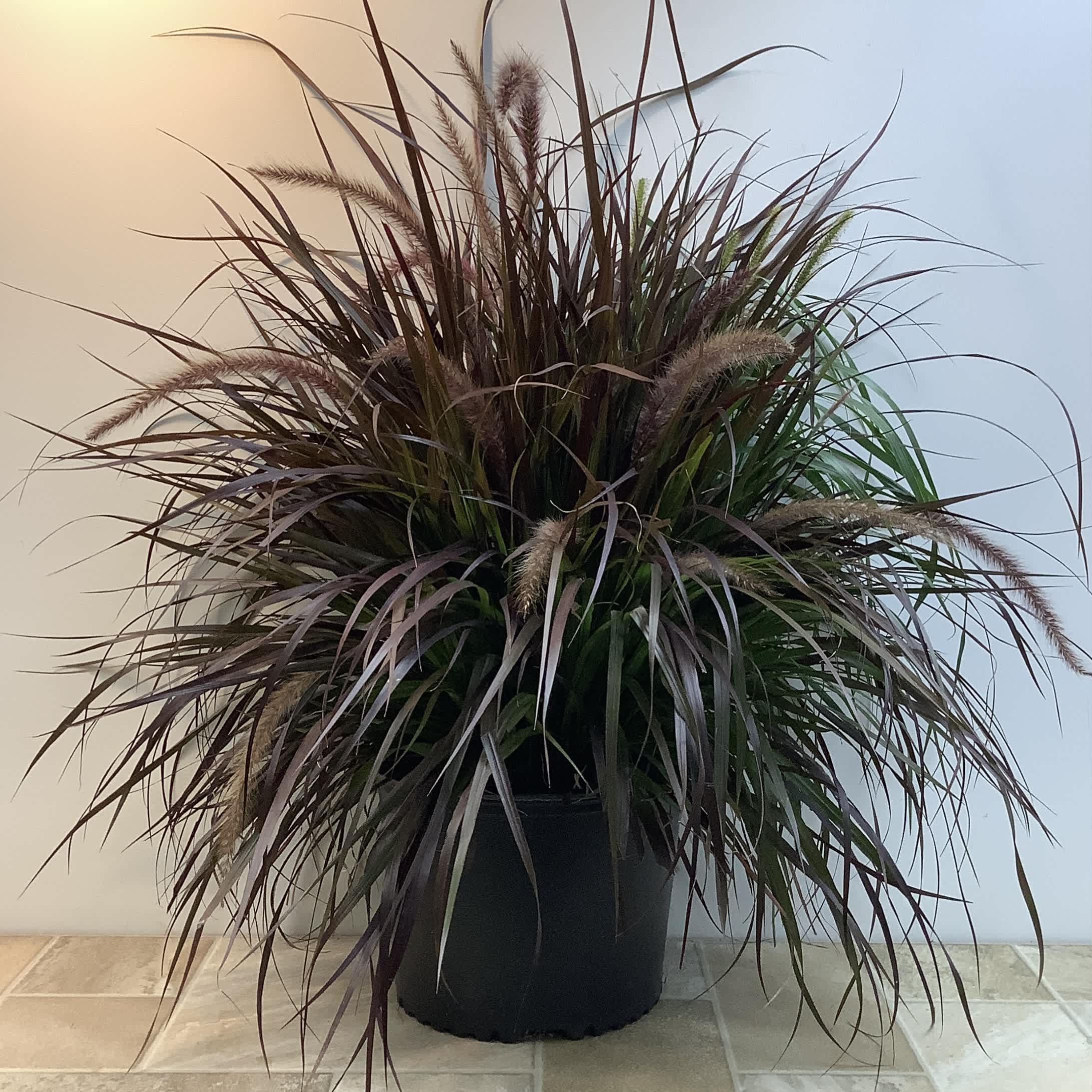 Potted ornamental grass with long burgundy and green blades
