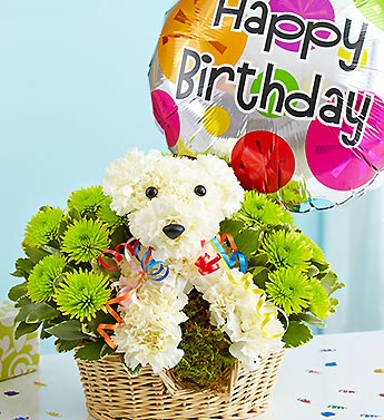 Party Animal - Product ID: 91876  EXCLUSIVE Bark up the right tree for their birthday surprise -- send our hand-designed a-DOG-able arrangement, crafted by our florists with white carnations and playful poms. All dressed up to party down, it's paired with a festive Happy Birthday balloon and decorative ribbon in a dapper dog bed. It's a gift that's sure to be the pick of the litter. Truly original a-DOG-ableÂ® arrangement of white carnations, poms and variegated pittosporum Arranged in the shape of an adorable puppy, complete with eyes, nose and colorful curled ribbon Arrives in a willow dog bed basket lined with sheet moss Paired with a festive "Happy Birthday" 18"D Mylar balloon; balloon design may vary due to local availability Arrangement measures approximately 11.5"H x 10"L Our florists select the freshest flowers available so floral colors and varieties may vary