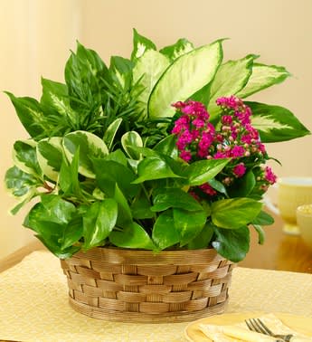 Blooming Dish Garden - Product ID: 101197  If you can't take them somewhere tropical this year, bring a little bit of island beauty to them. Our best-selling dish garden features a bright, exotic kalanchoe surrounded by a mix of vibrant greens and tucked into a charming woven basket, perfect for sending as a token of your lasting affection. That's what the kalanchoe symbolizes, after all. Dish garden arrives beautiful and blooming, featuring a stylish kalanchoe paired with vibrant greens Round brown woven basket planter with liner; measures 4"H x 10"D Measures overall approximately 12"H Once the blooms expire on your plant, you can plant your perennial outside for lasting beauty; with continued care, your perennial plant will flourish every year