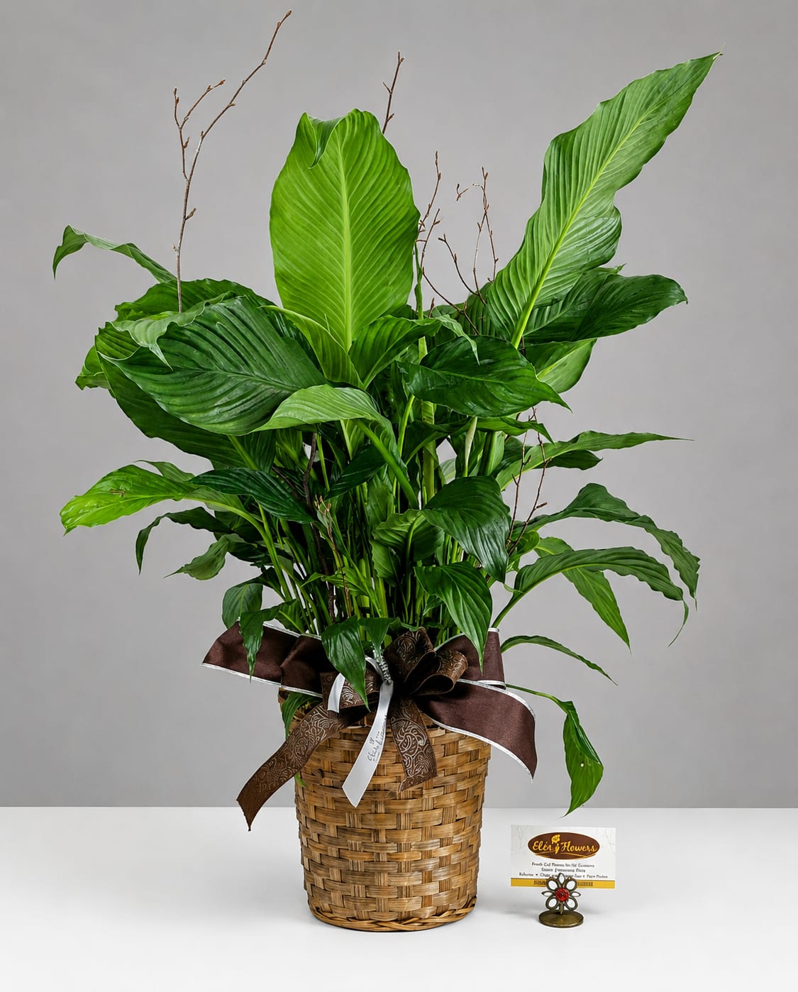 Large green peace lily plant in a woven basket with a ribbon bow