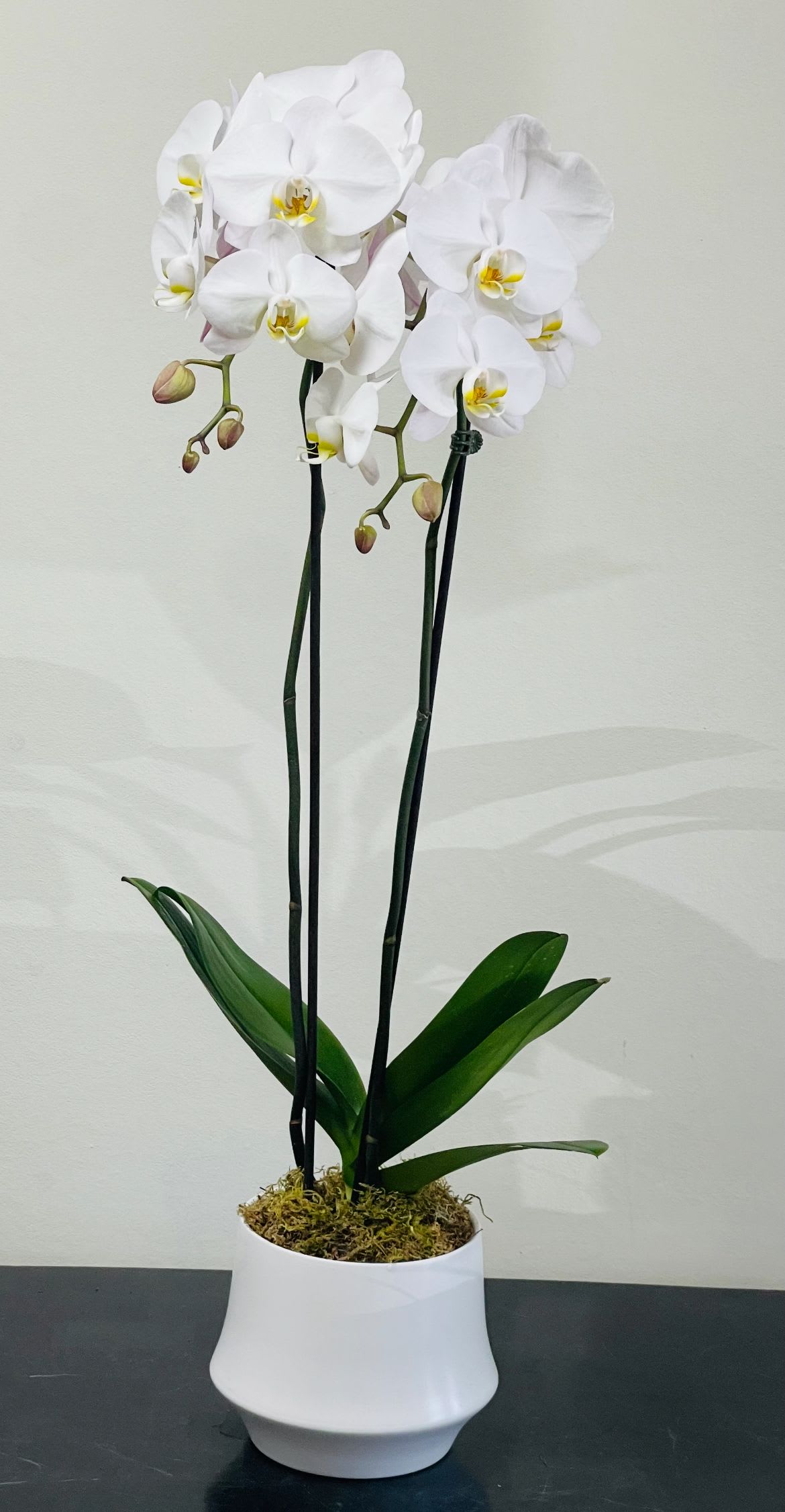 BF-V50 Phalaenopsis Orchid Plant - Embrace elegance and tranquility with our White Phalaenopsis Orchid Plant. A symbol of grace and refinement, this stunning orchid features pristine white blooms that exude a sense of serenity. Perfectly potted and ready to enhance any space, our White Phalaenopsis Orchid Plant is a captivating addition that brings a touch of nature's beauty indoors. 2 Spike White Phalaenopsis Orchid Plant