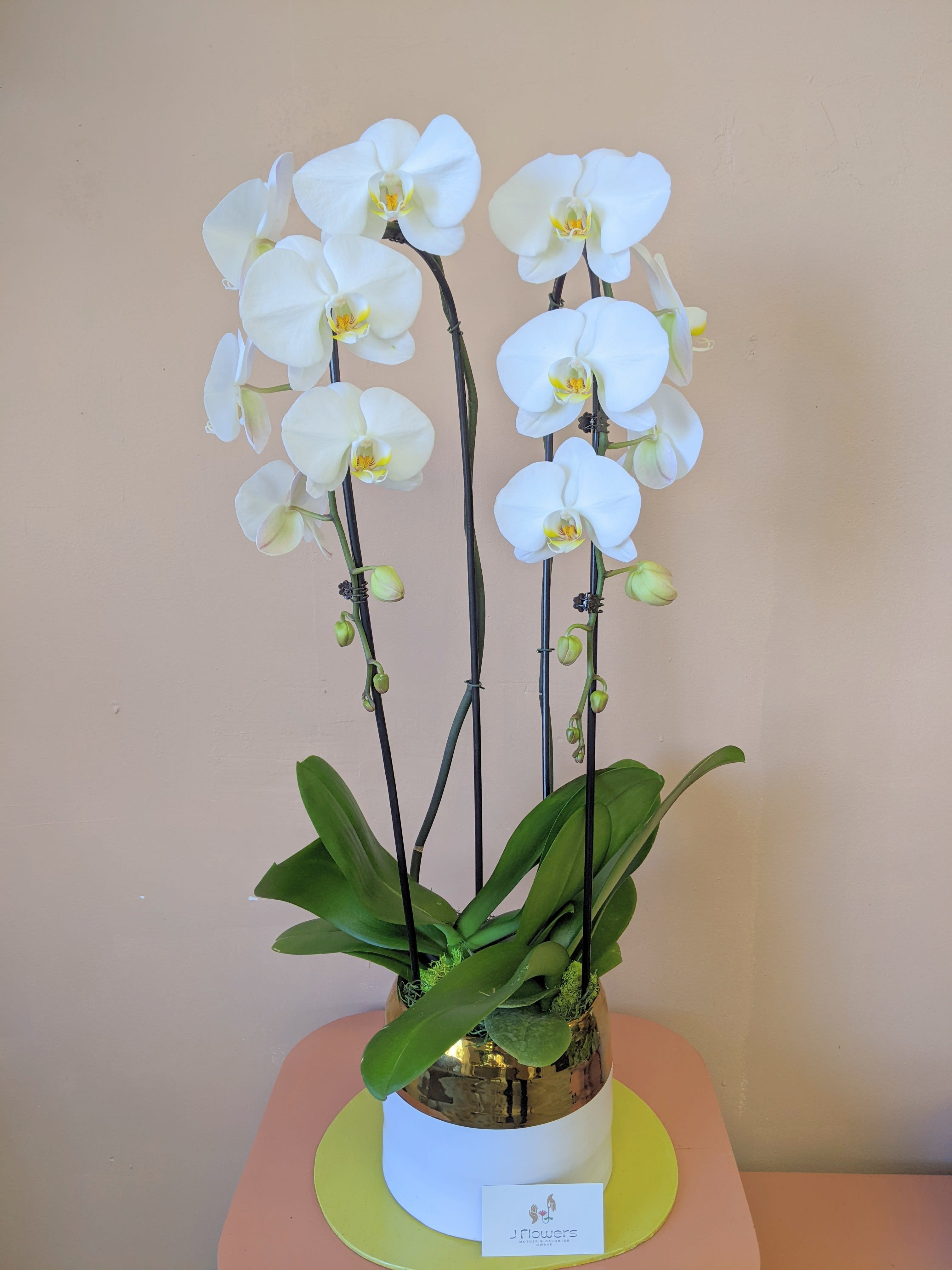 White orchid plant in a gold pot on a round pedestal