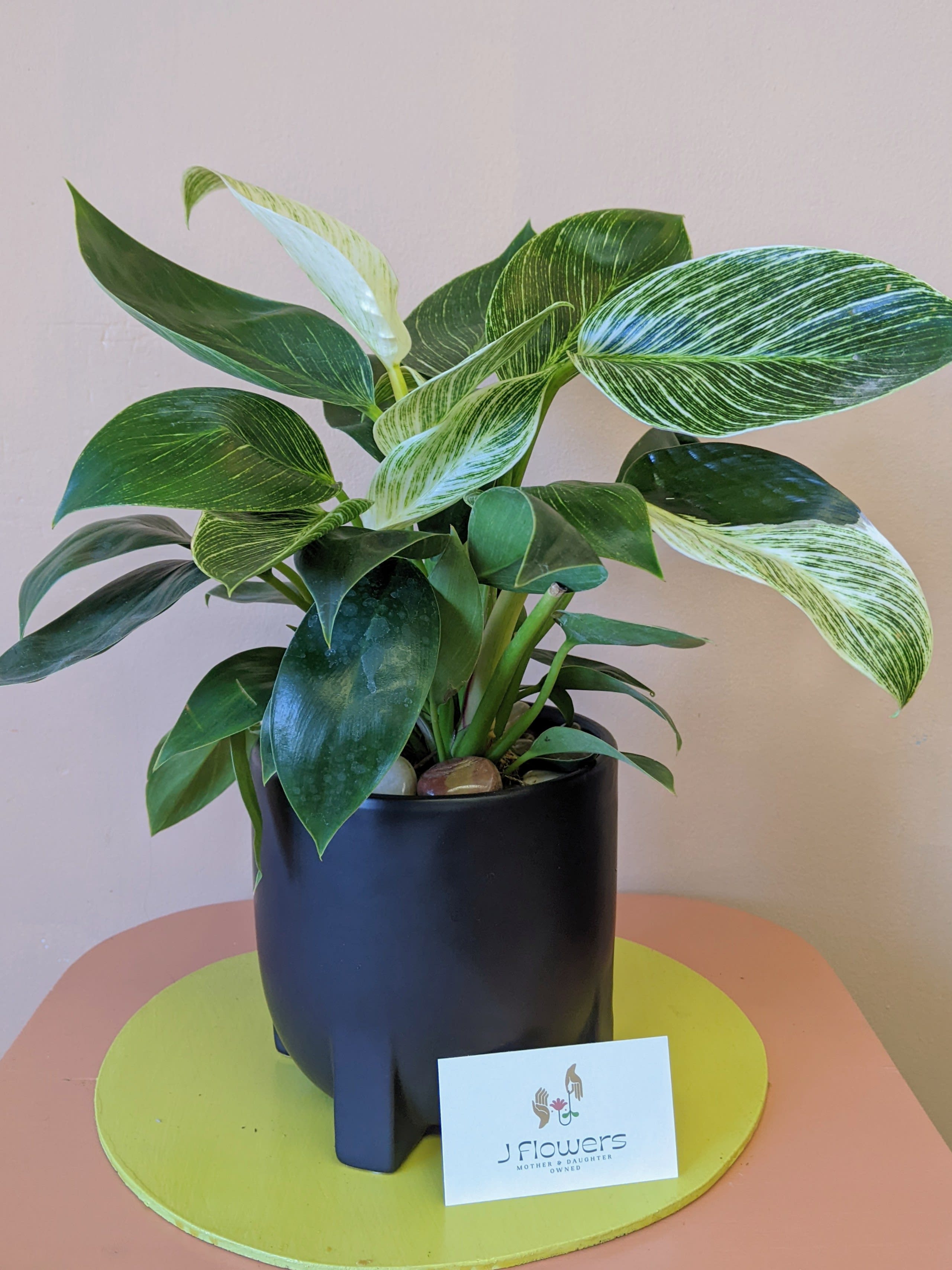 Variegated green potted plant in a black container