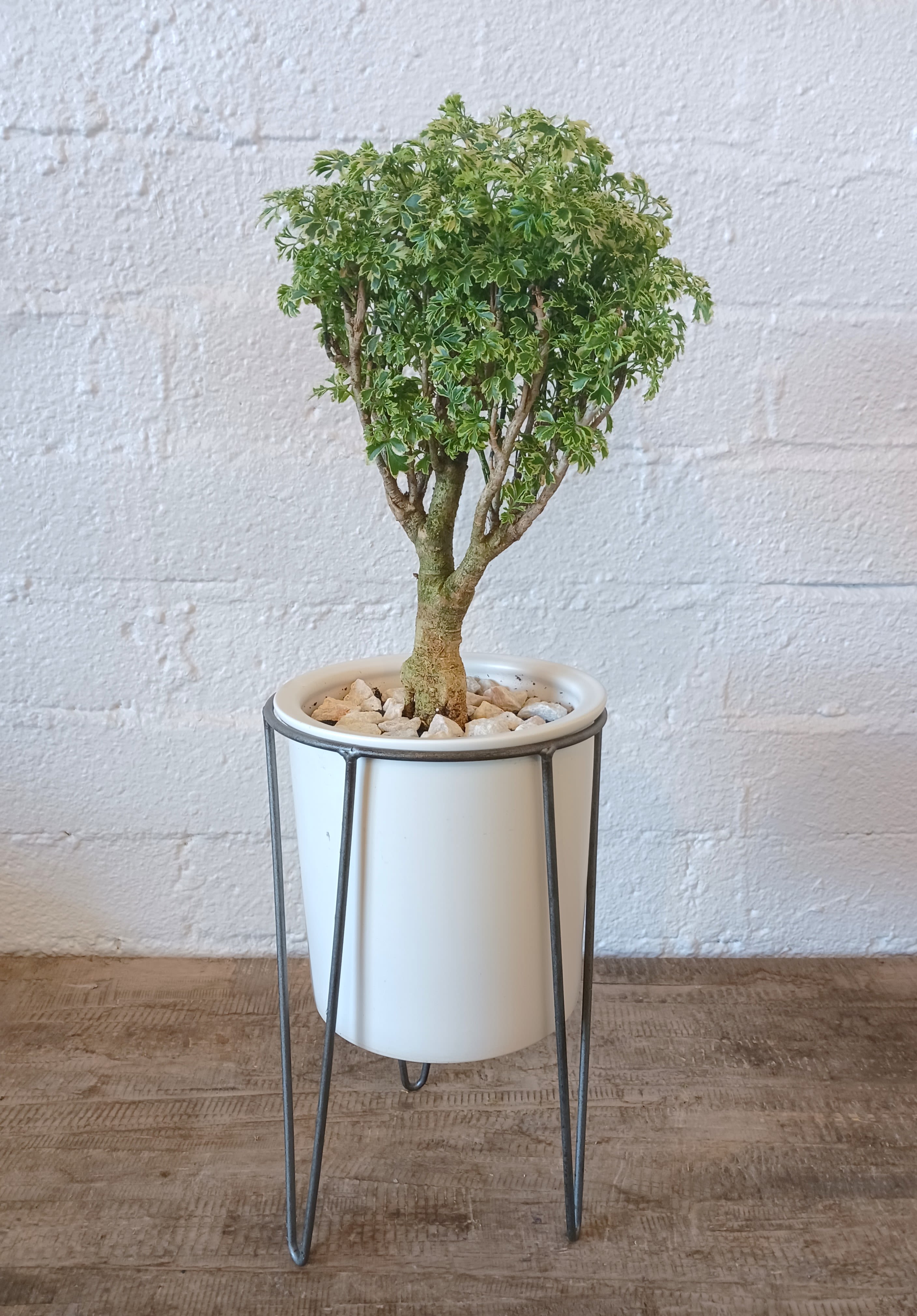 Ming Aralia - Polyscias fruticosa also known as ming aralia is a small tree native to India and Polynesia. They light bright, indirect sunlight and tolerates light shade. Water when top 2 inches of of soil are dry (about once a week)