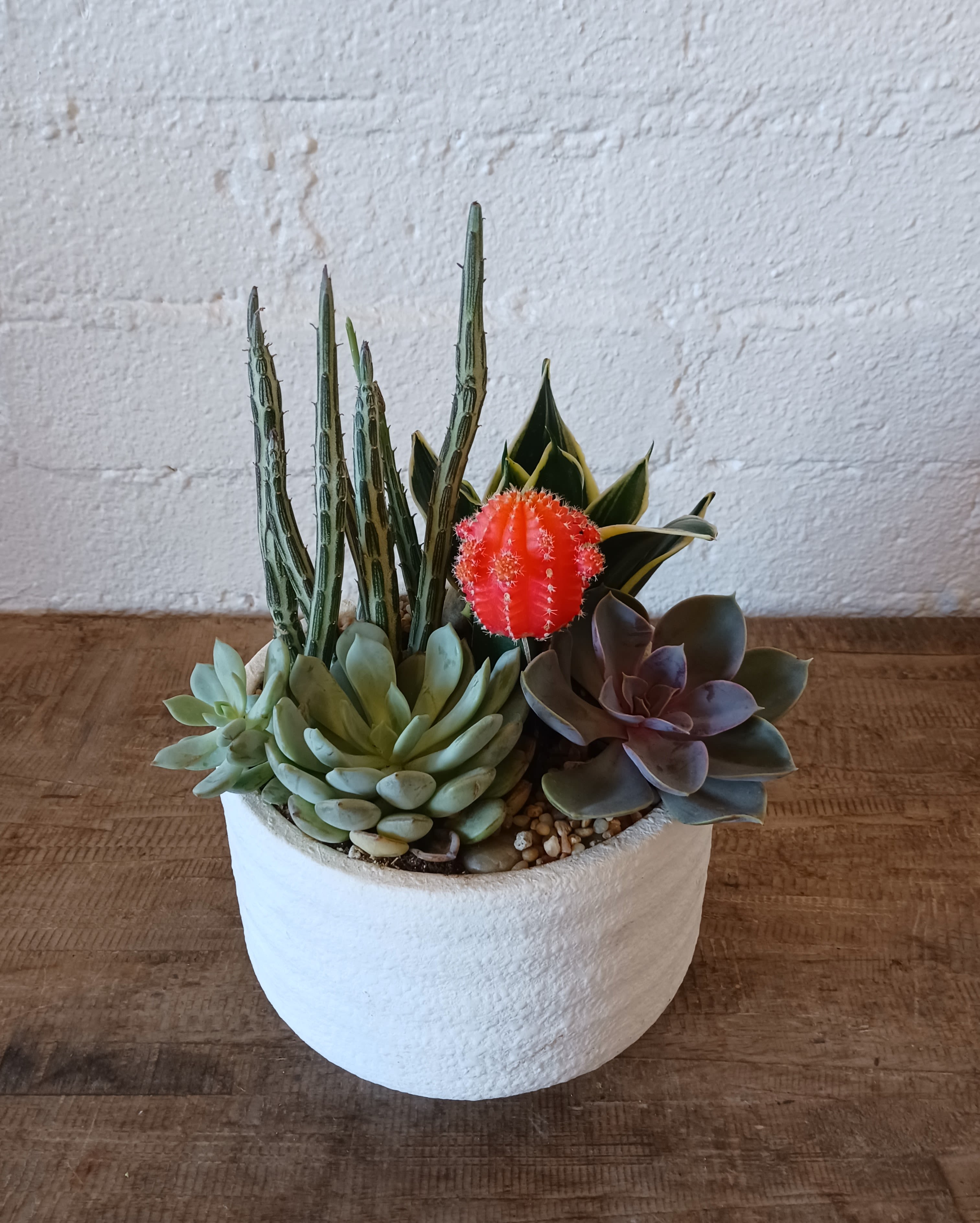 Potted succulent arrangement with a bright red cactus in a white planter
