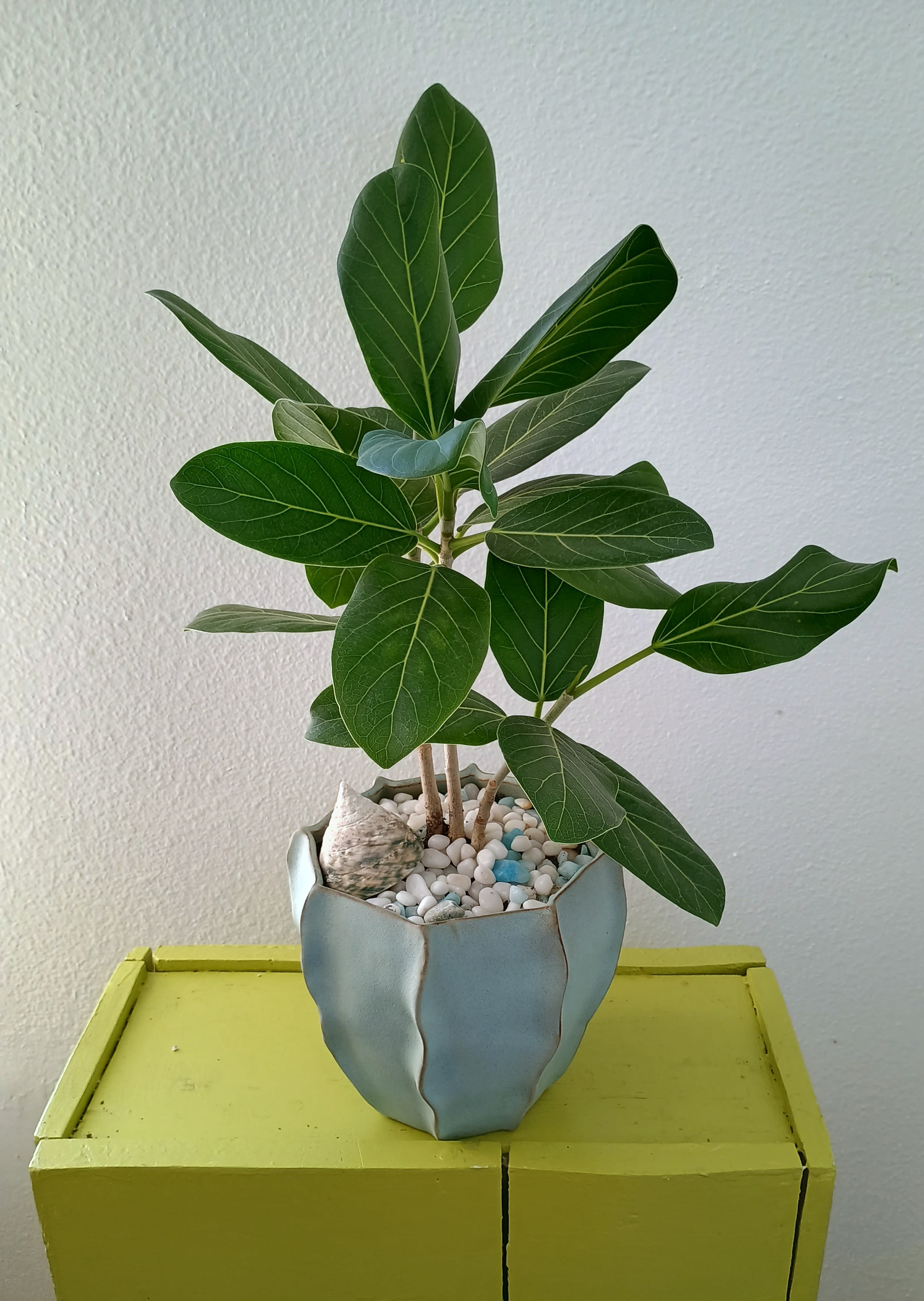Potted green houseplant in a light blue ceramic pot with white pebbles
